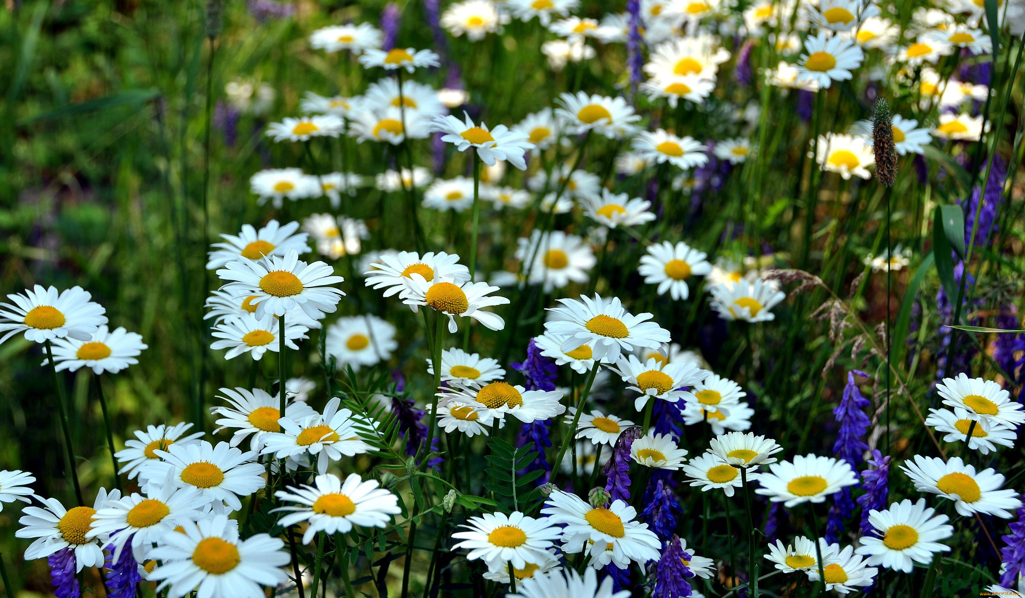 цветы, луговые, полевые, ромашки, луг