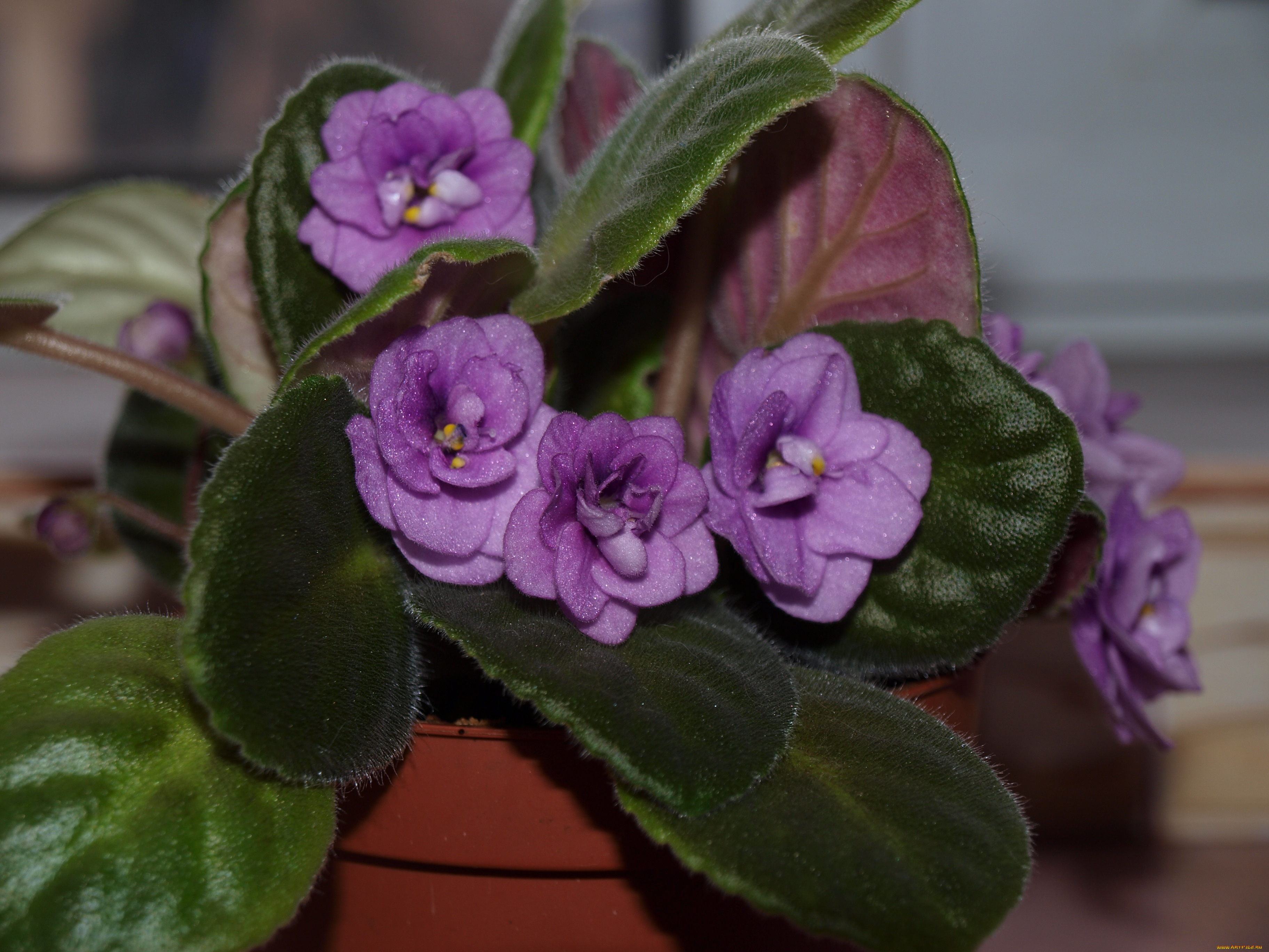 цветы, фиалки