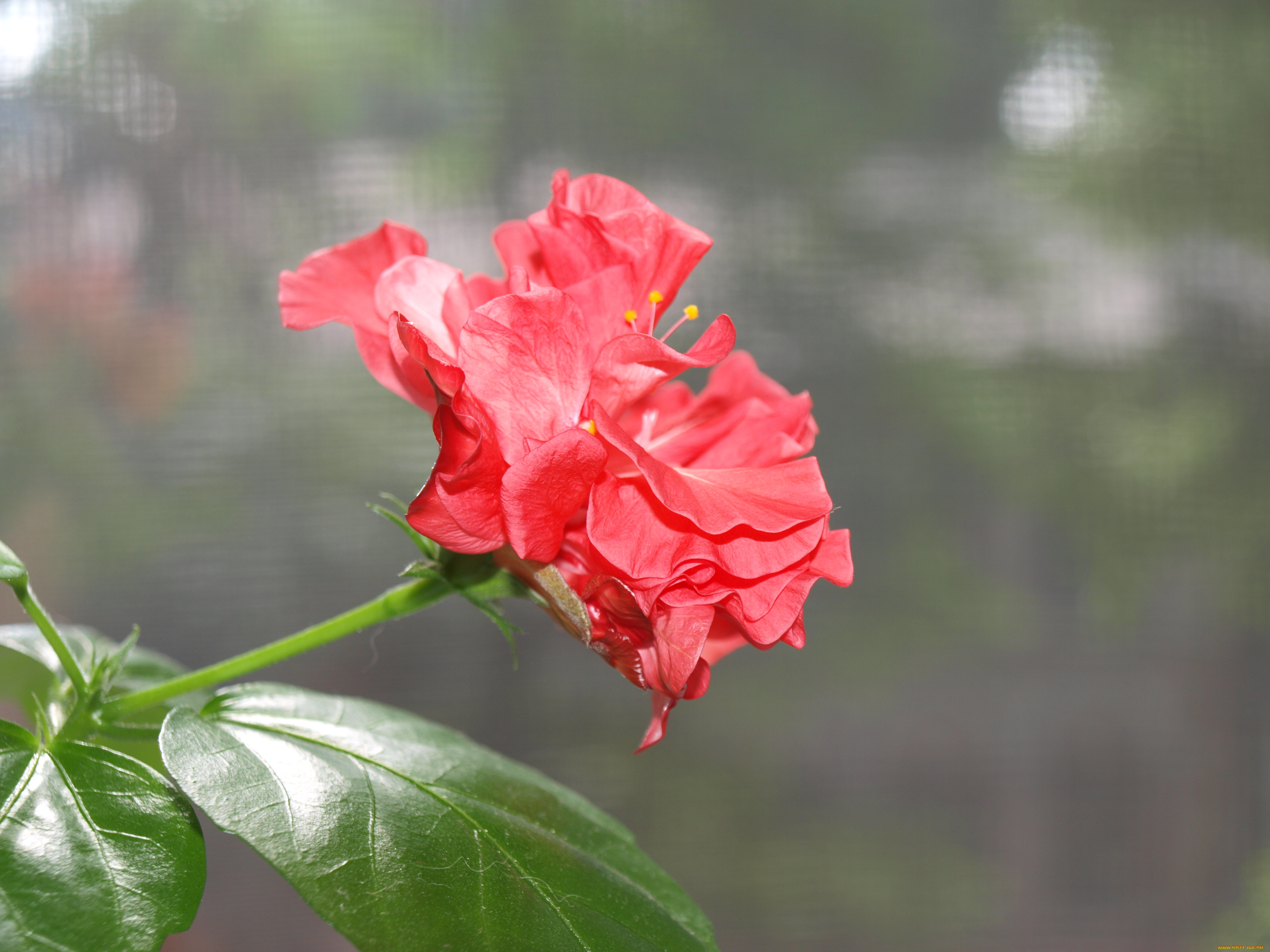 цветы, гибискусы