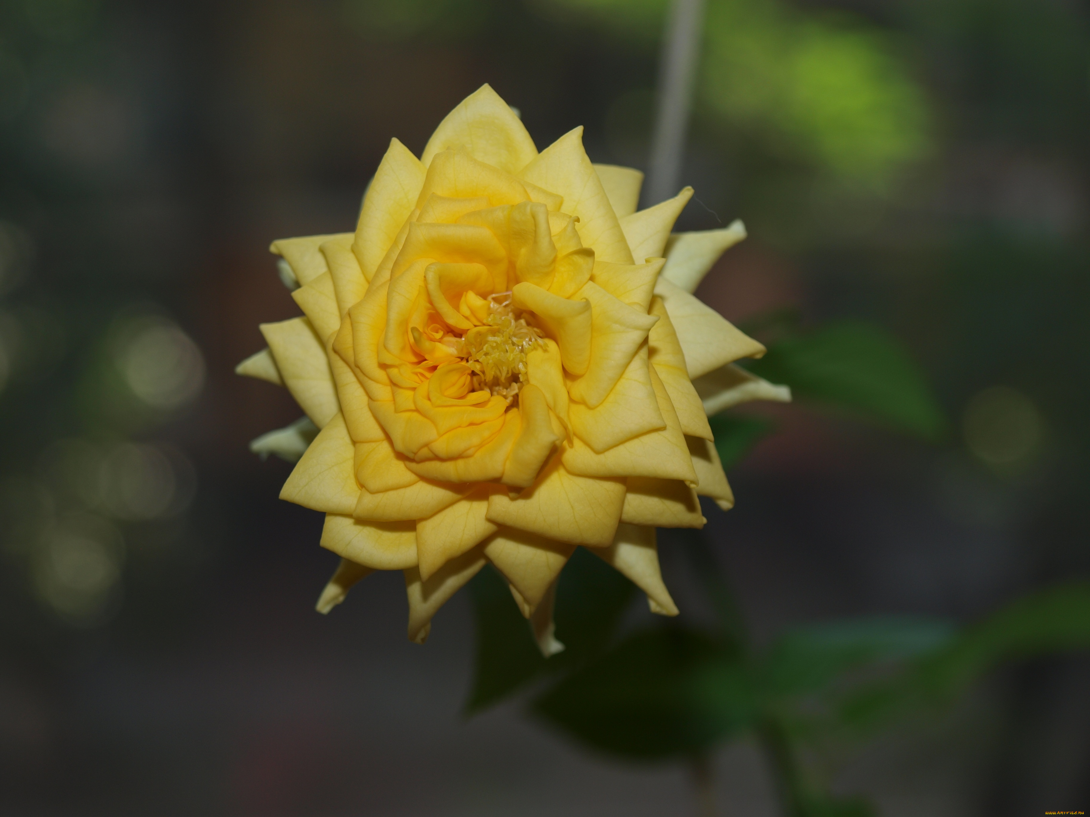 цветы, розы, роза