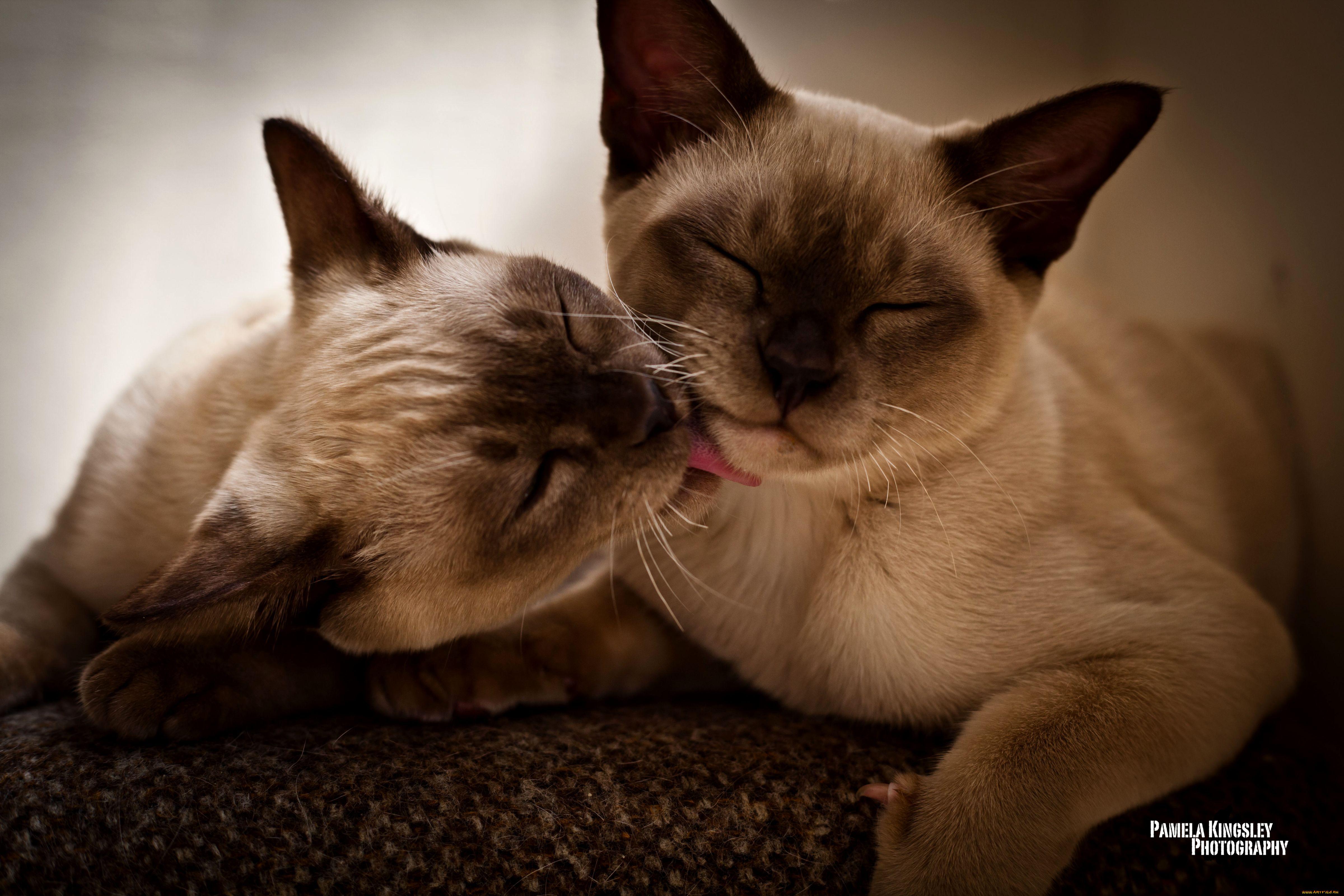 животные, коты, сиамский, нежности