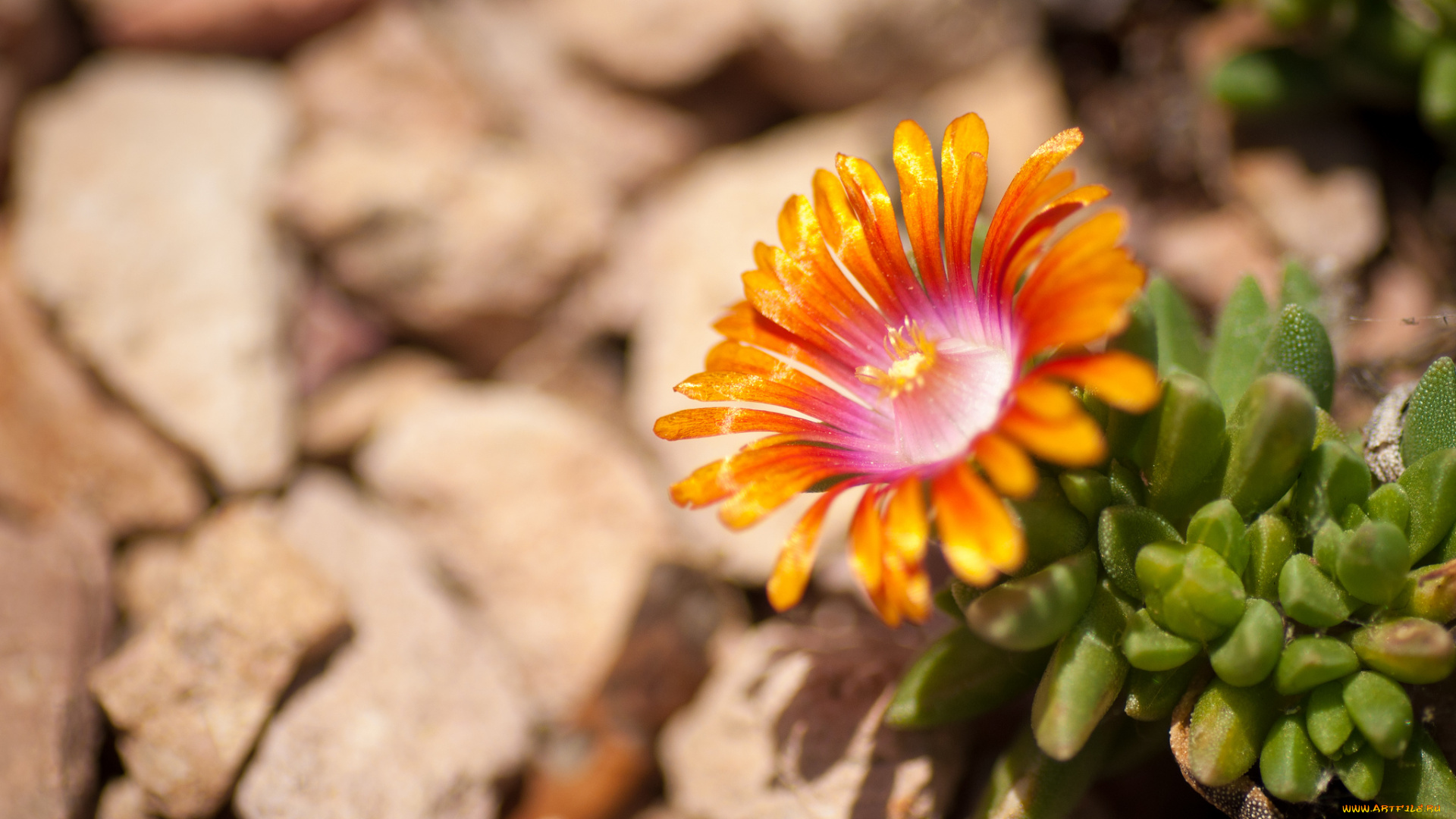 цветы, аизовые, лепестки