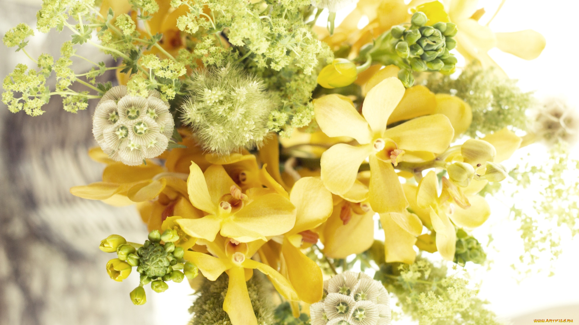 цветы, букеты, композиции, орхидеи, желтый, настроение