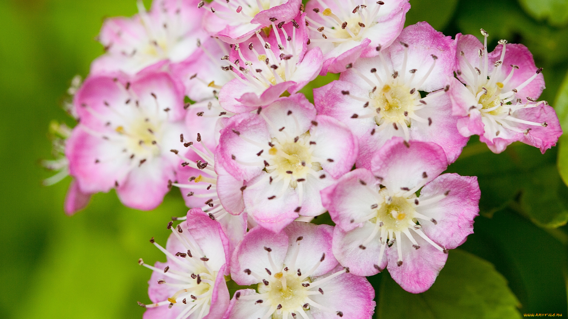 цветы, цветущие, деревья, кустарники, цветение, макро, соцветие