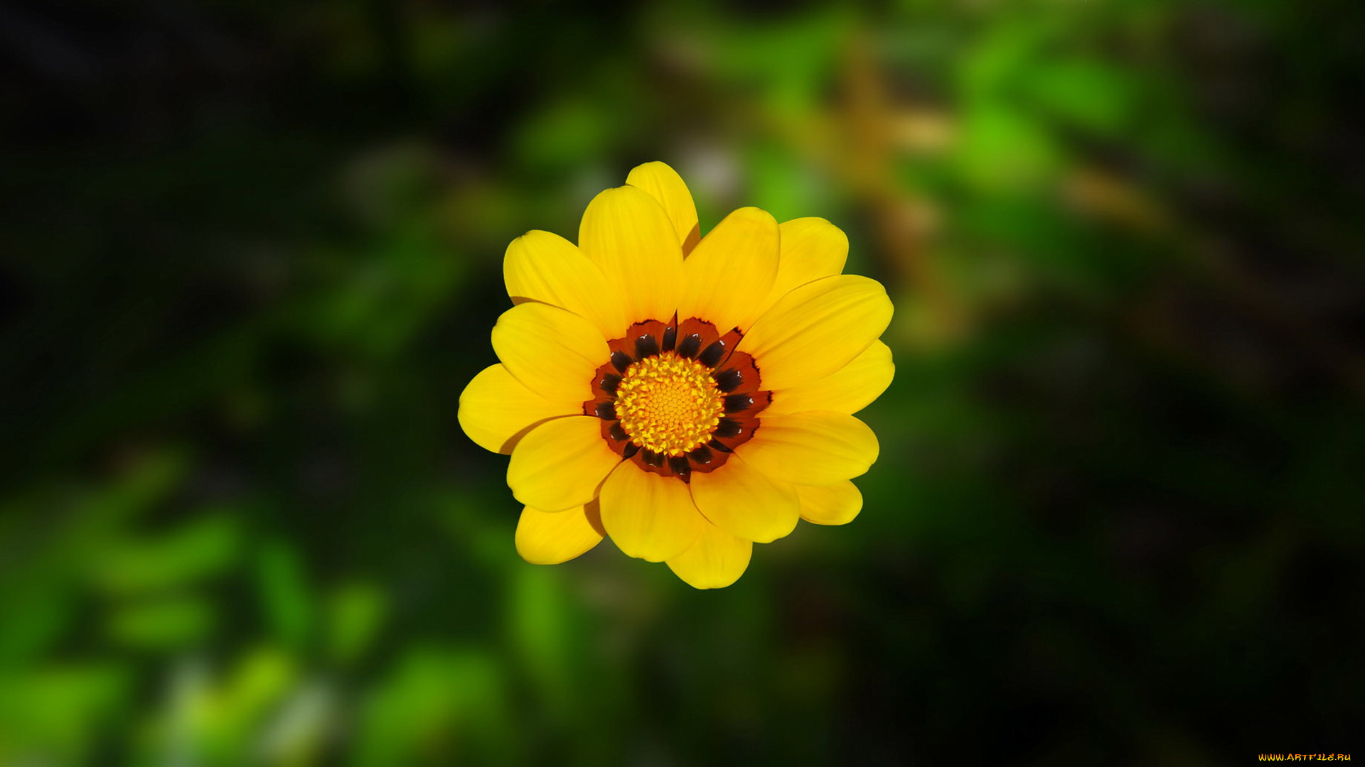 цветы, газания, цветок, желтый