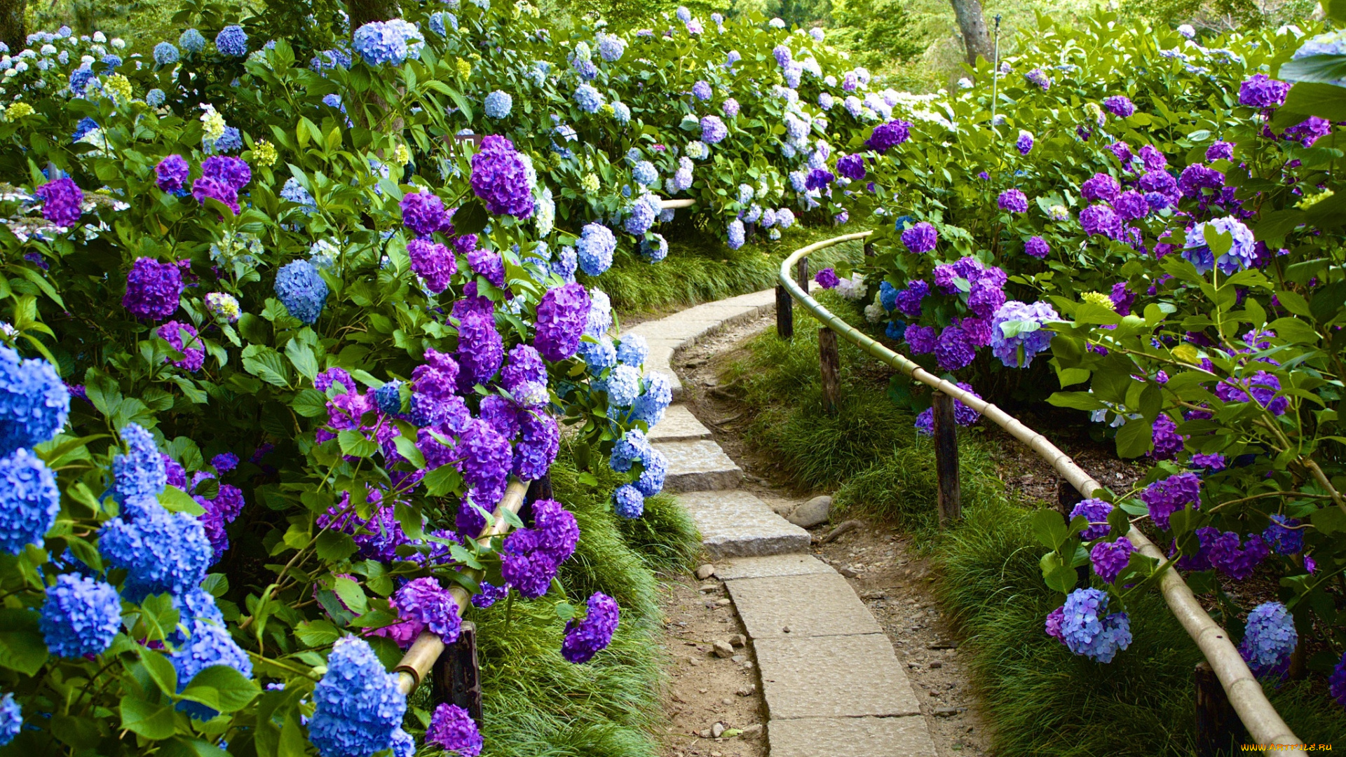 цветы, гортензия, кусты, тропинка
