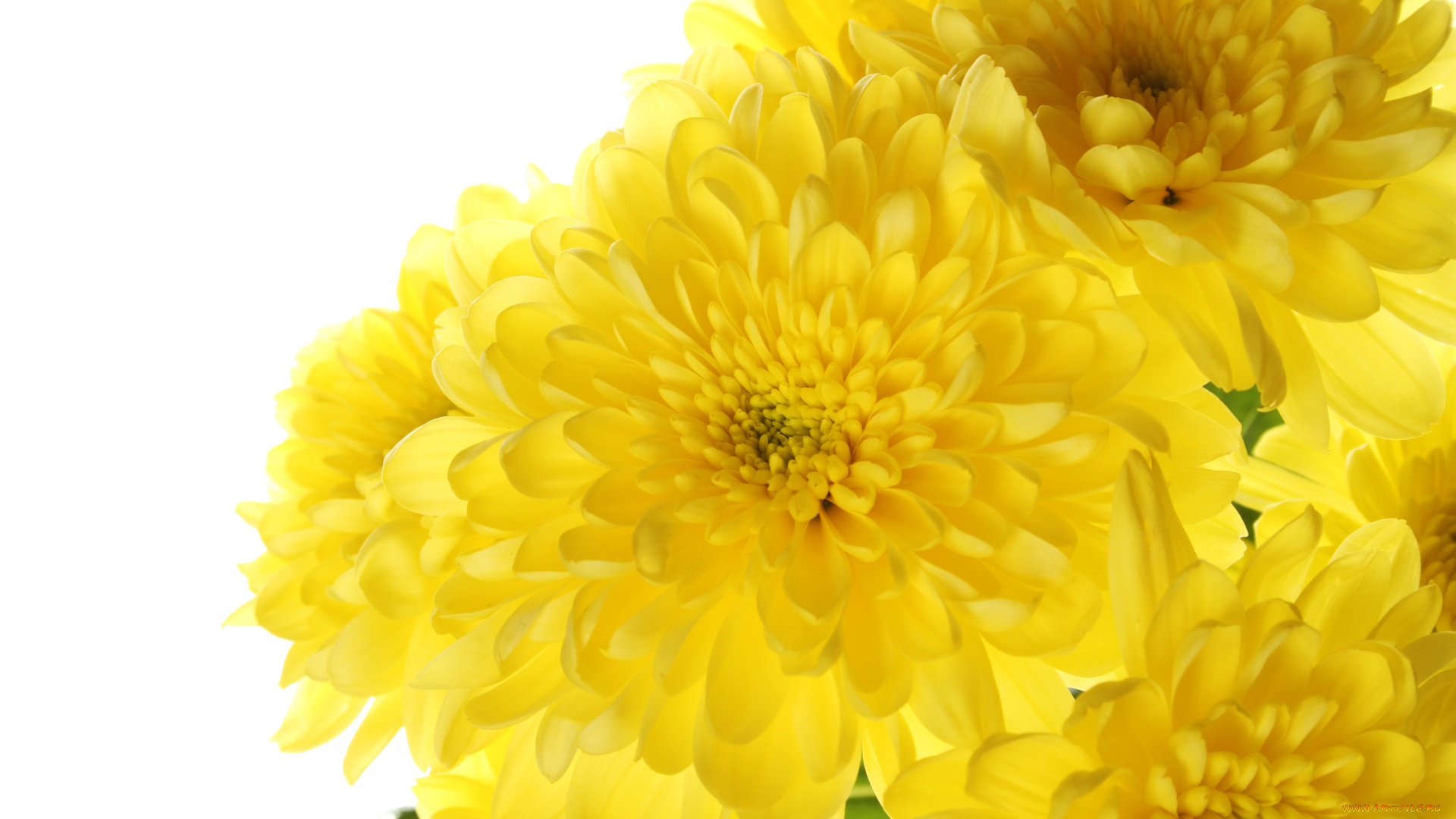 цветы, хризантемы, желтый