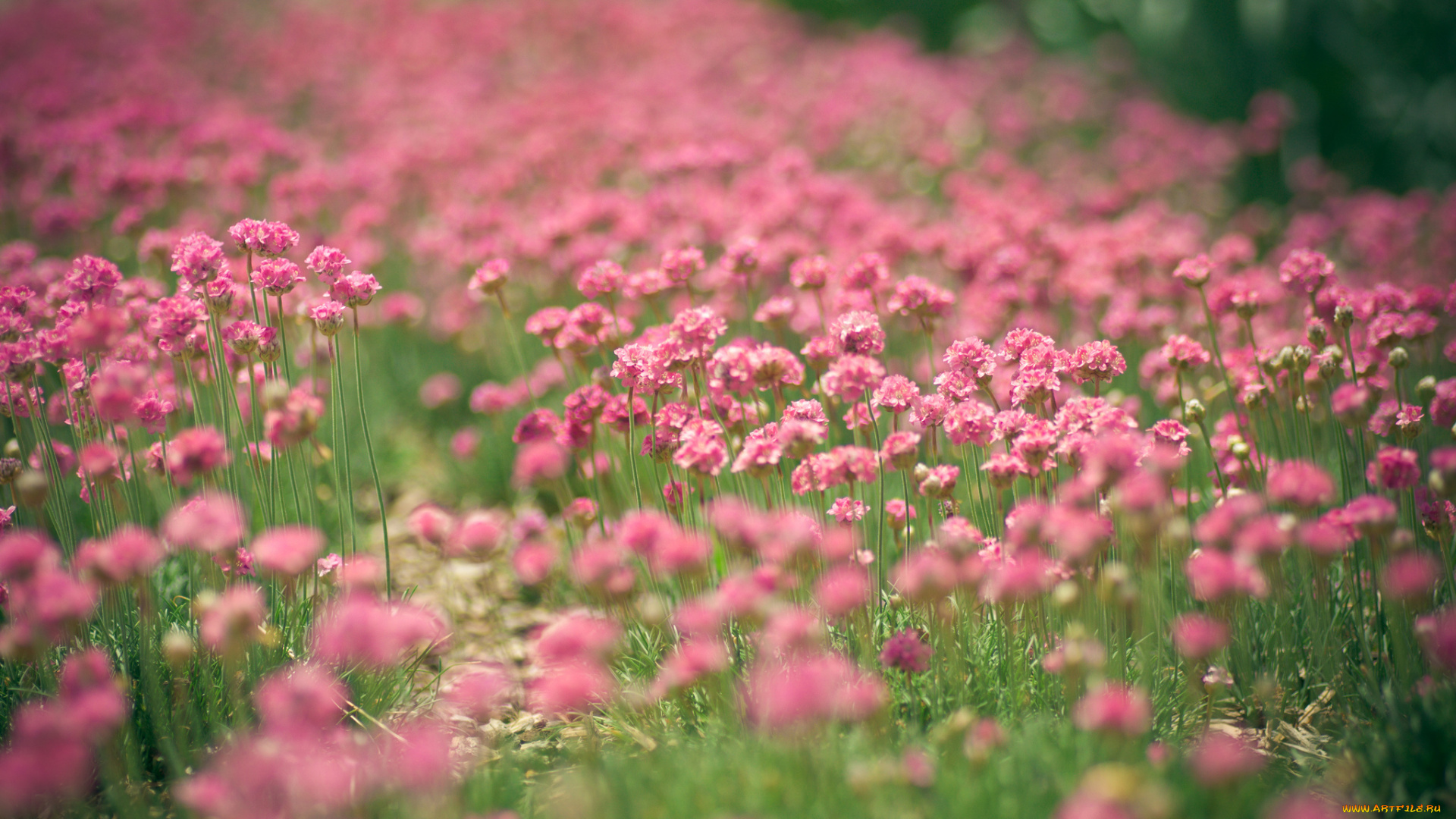 цветы, луговые, полевые, розовый