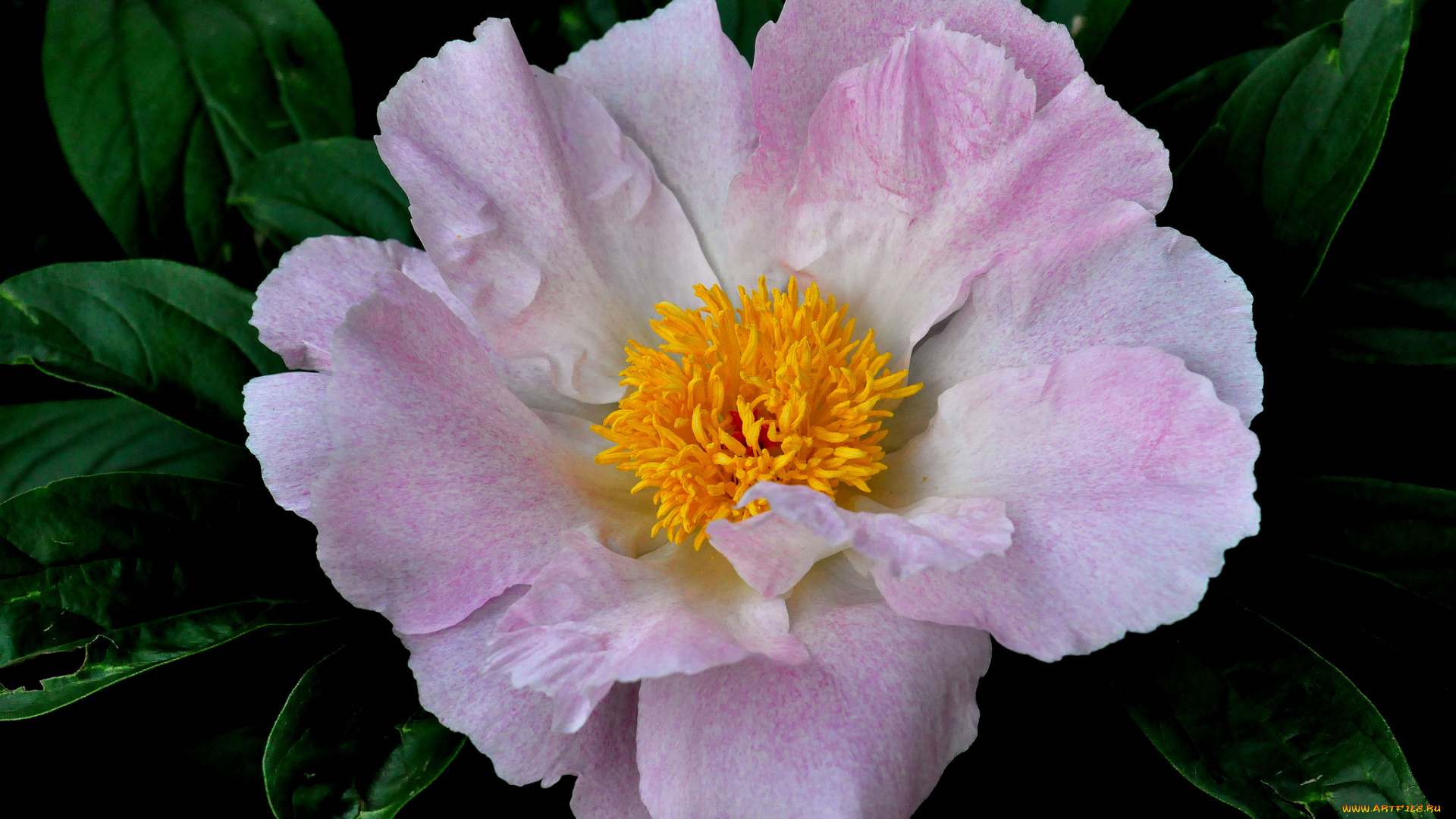 цветы, пионы, розовый, макро