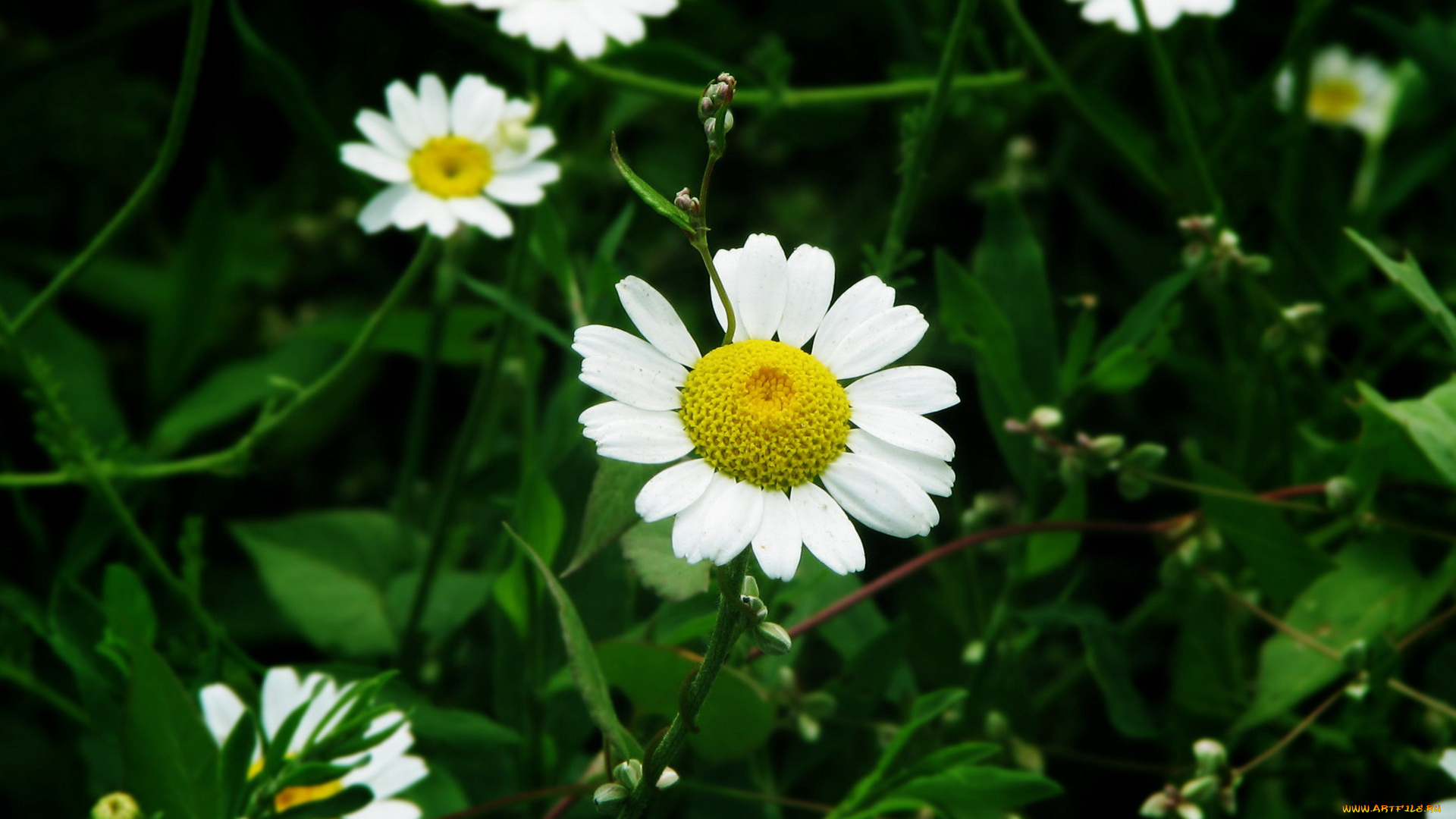 цветы, ромашки, луг, зелень