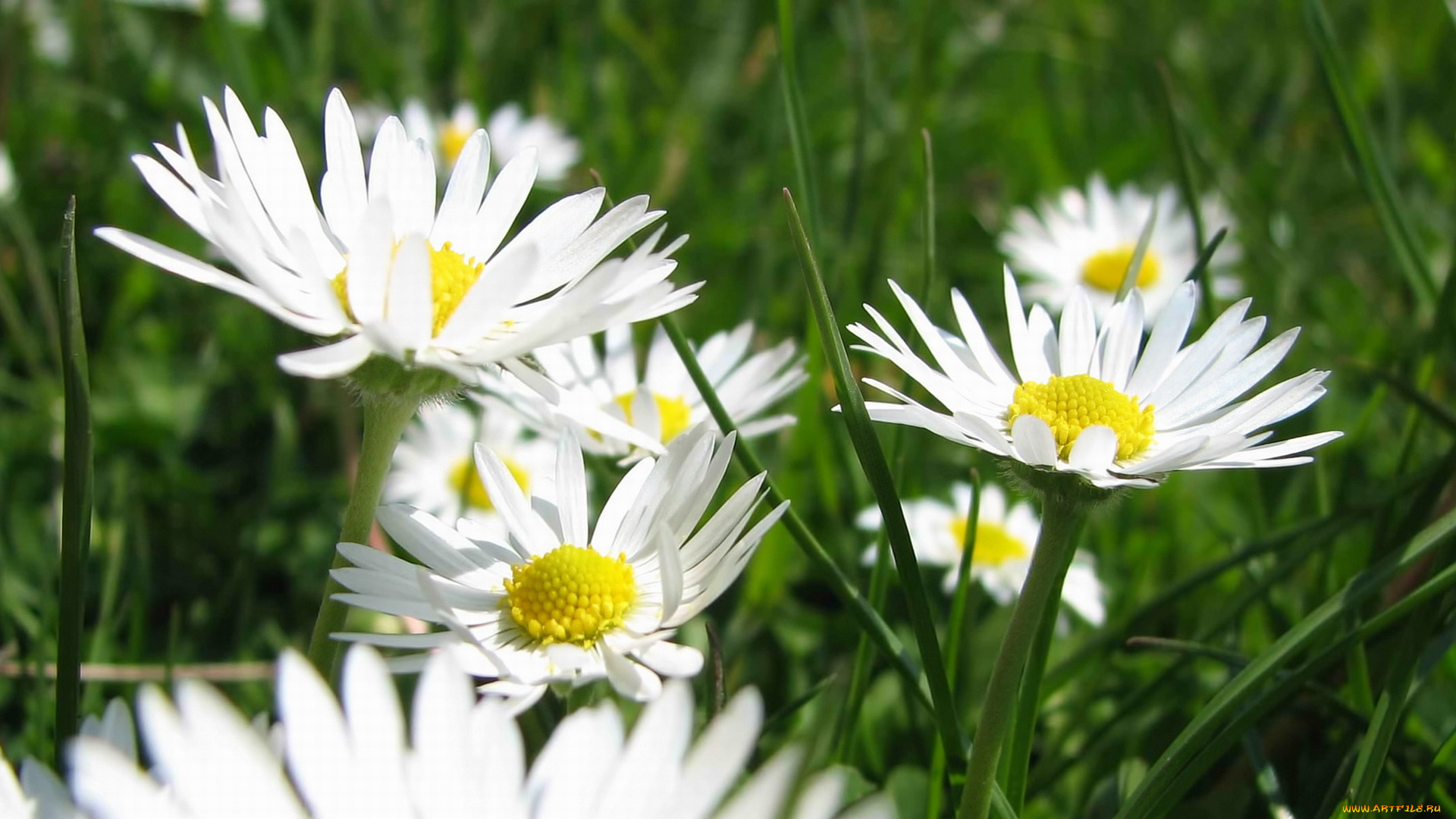 цветы, ромашки, полевые, белые