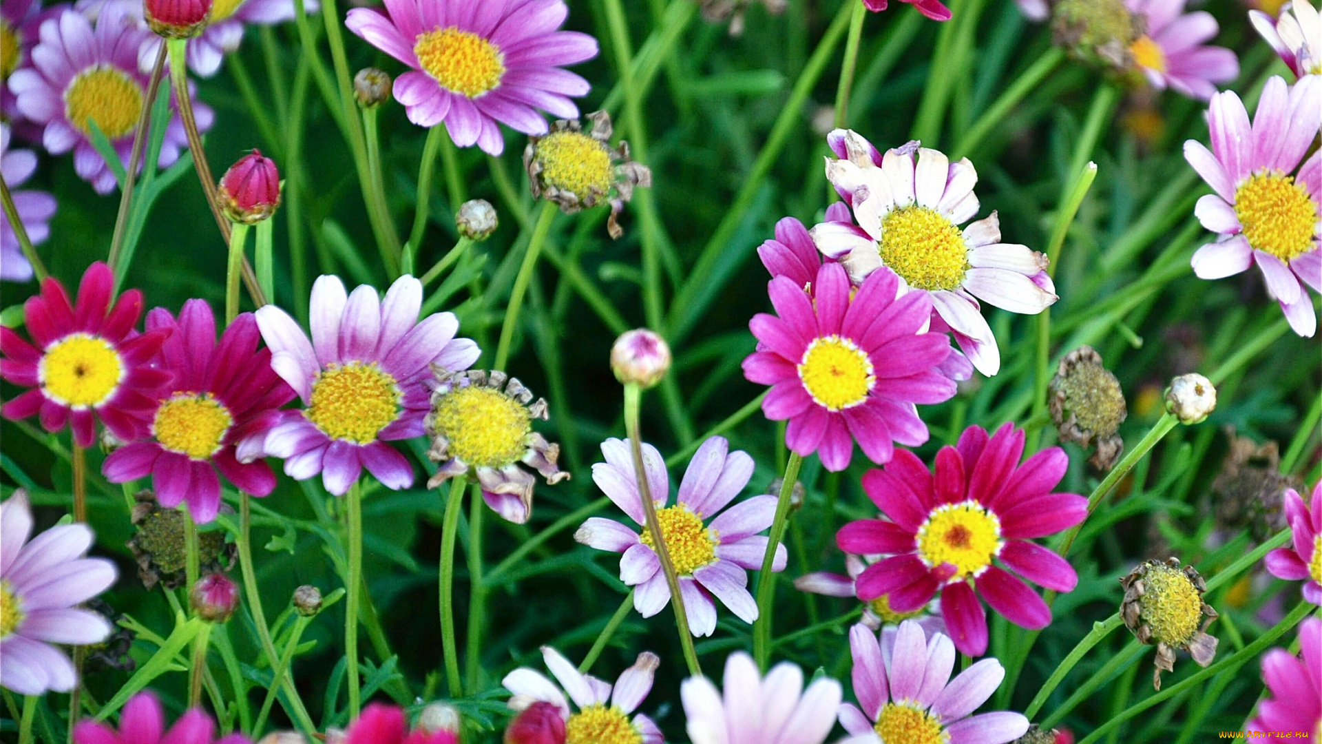 цветы, ромашки, разноцветные