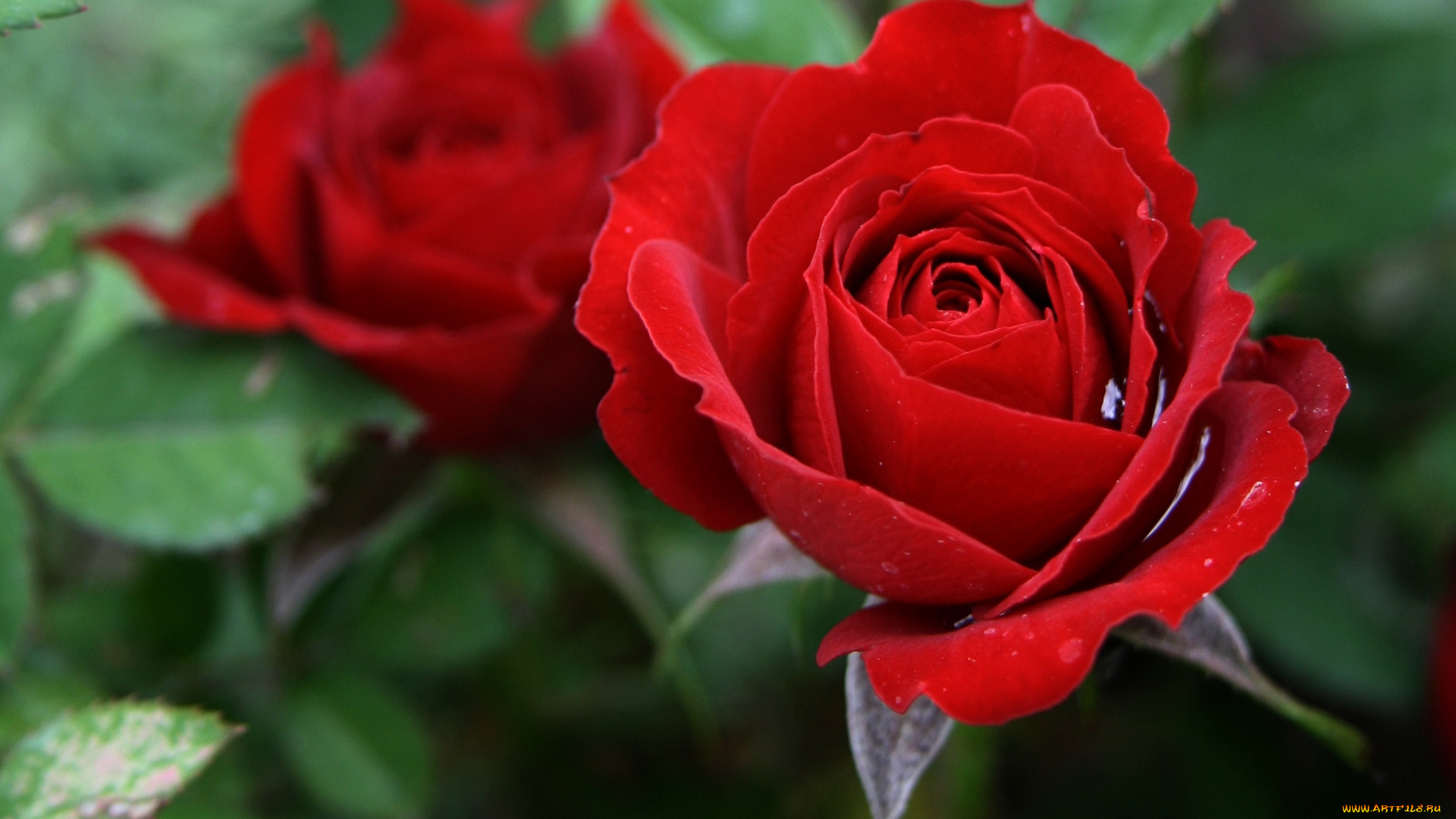цветы, розы, красная, роза