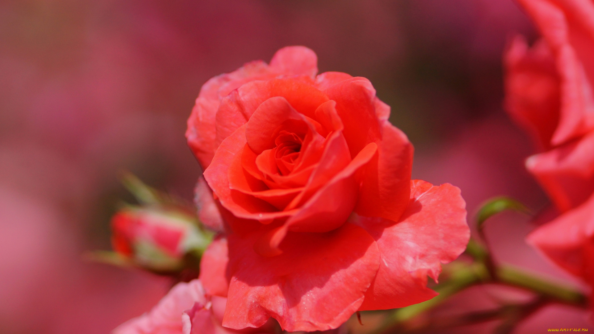 цветы, розы, красный