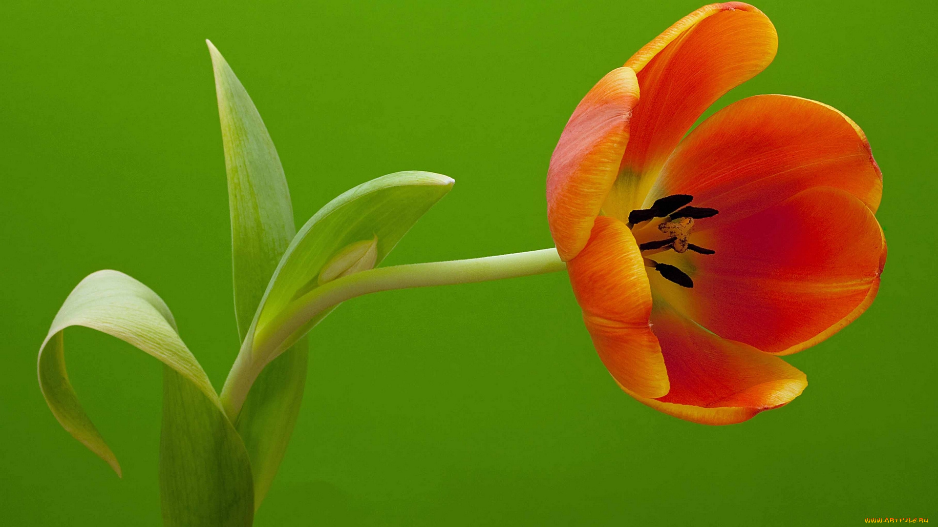 цветы, тюльпаны, наклон, бутон, лепестки, стебель, макро