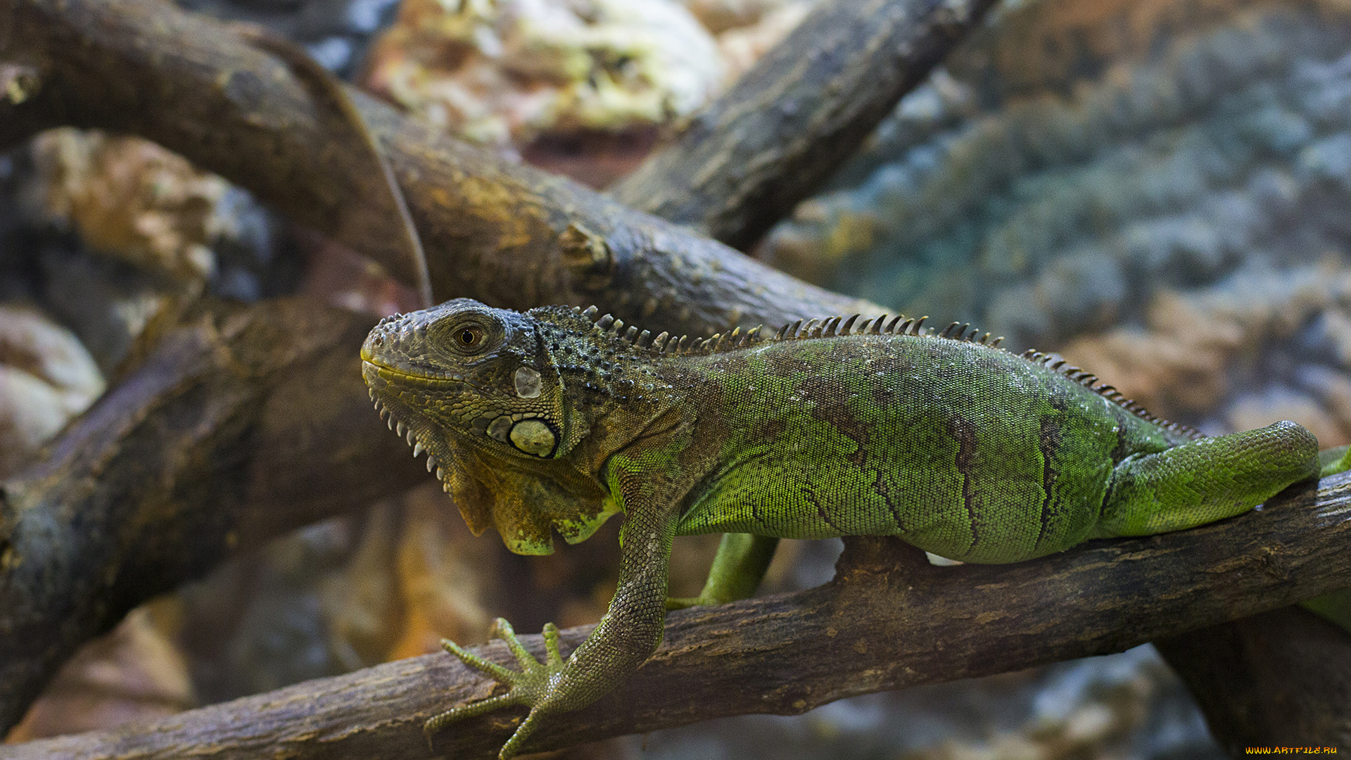 игуана, животные, Ящерицы, игуаны, вараны, ветка, лапы, когти, глаза, хвост, ящерица, зеленая