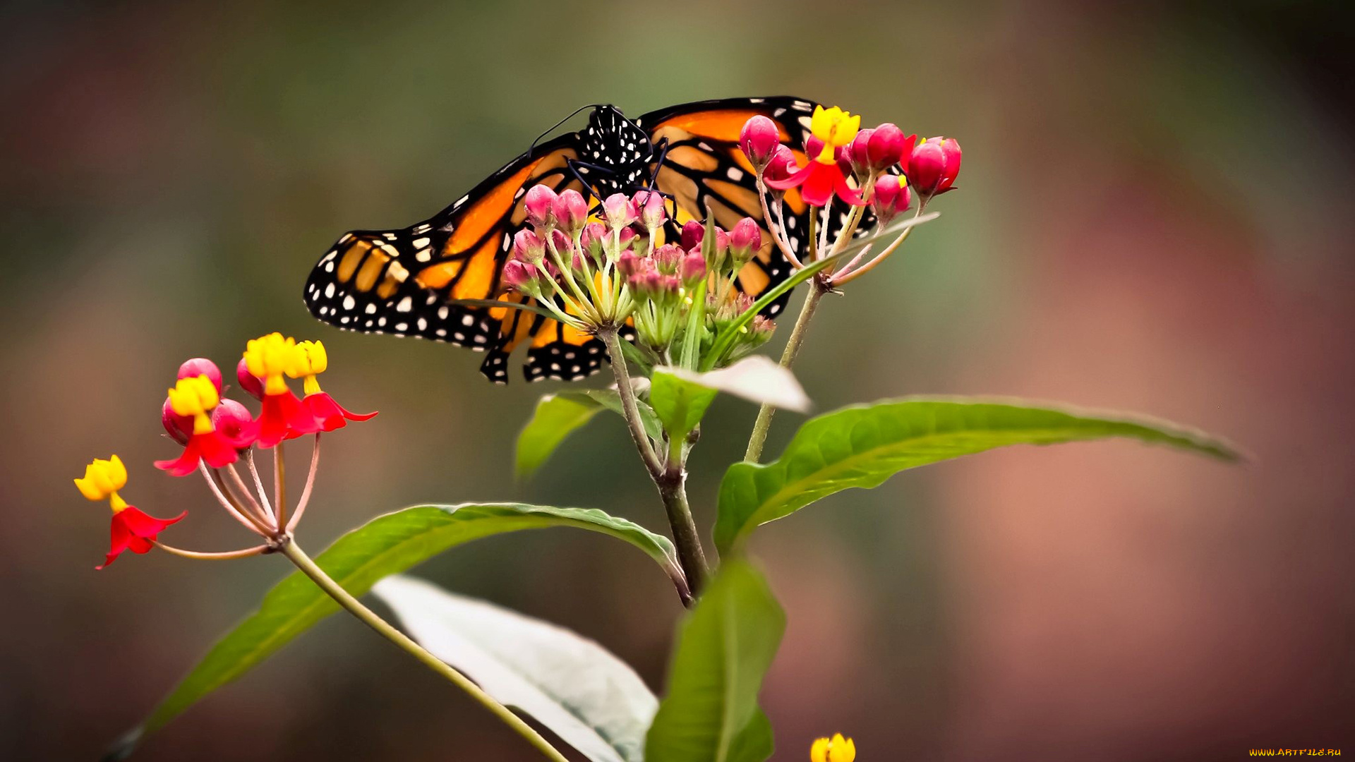 животные, бабочки, крылья