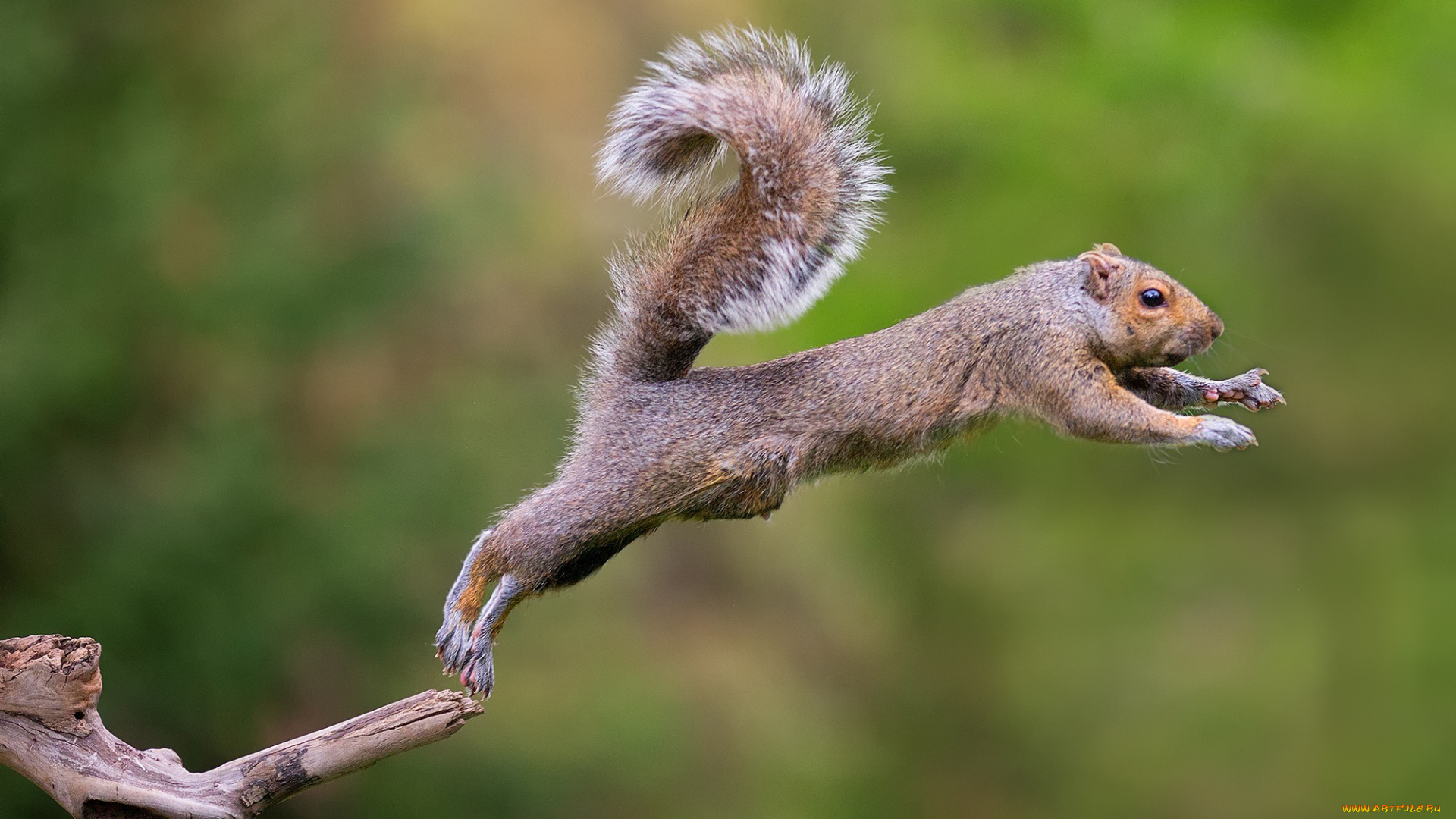 животные, белки, прыжок