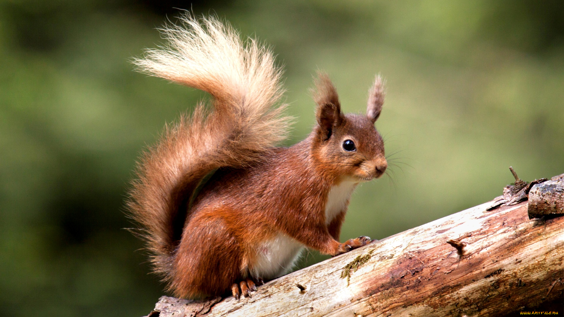 животные, белки, зверек, хвост, рыжий