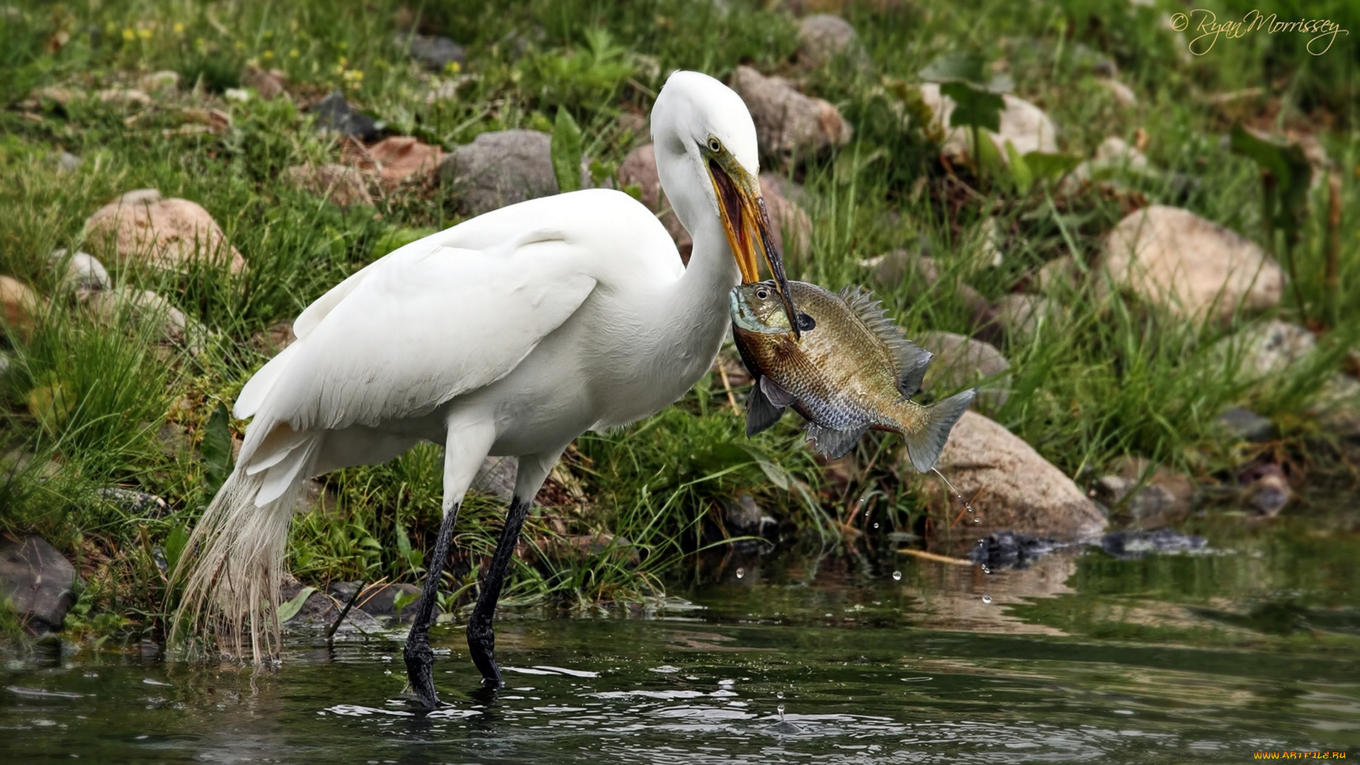 животные, цапли, рыба, улов, добыча