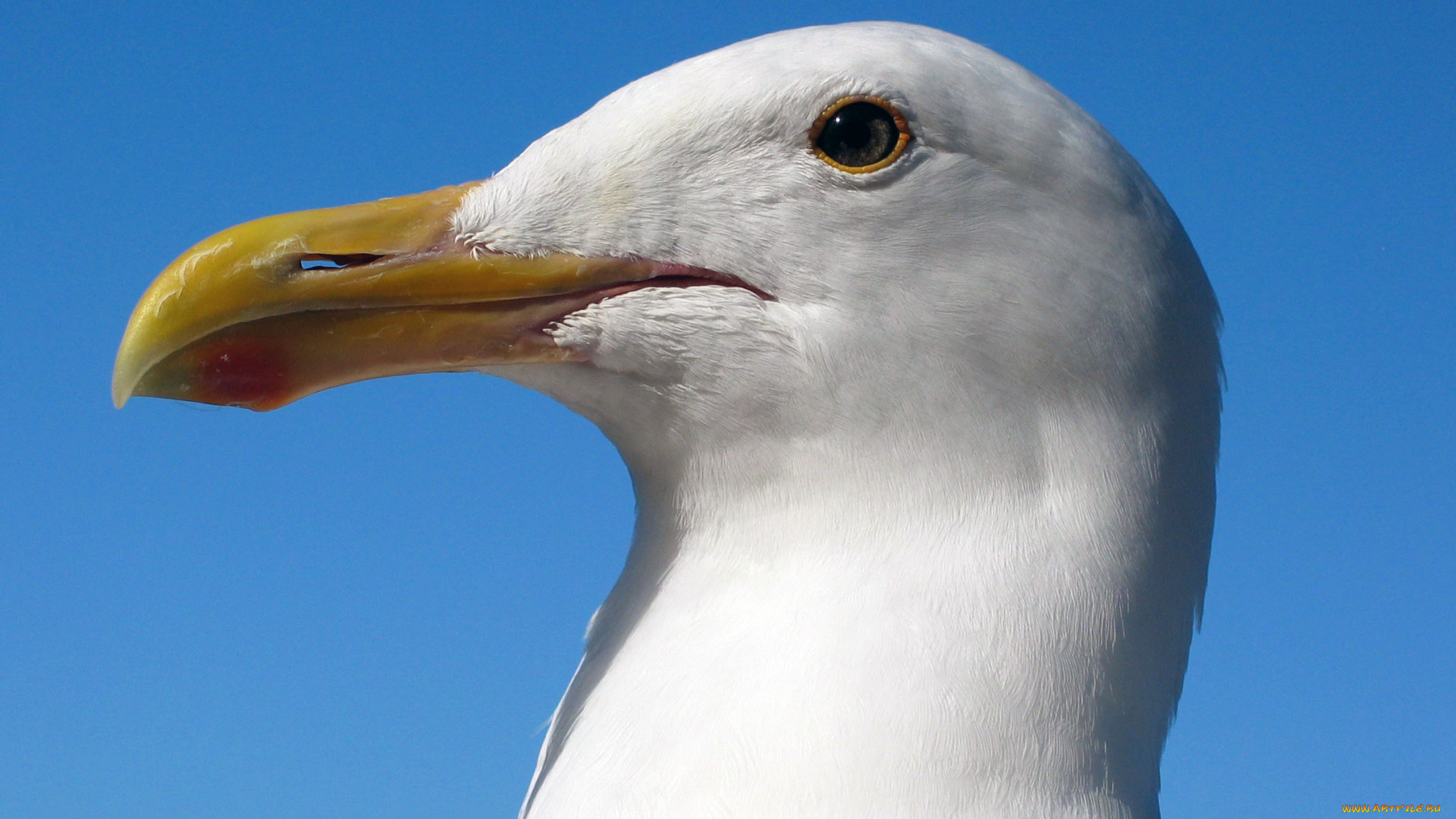 животные, Чайки, бакланы, крачки, профиль, голова, чайка