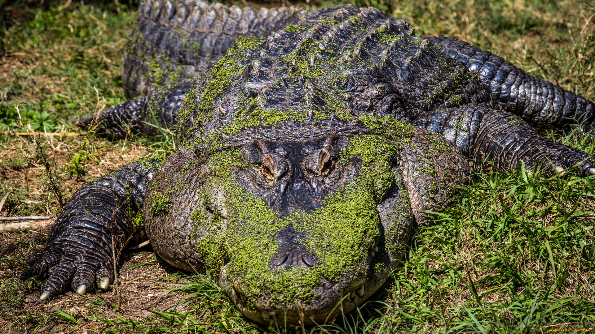 животные, крокодилы, лапы, маскировка