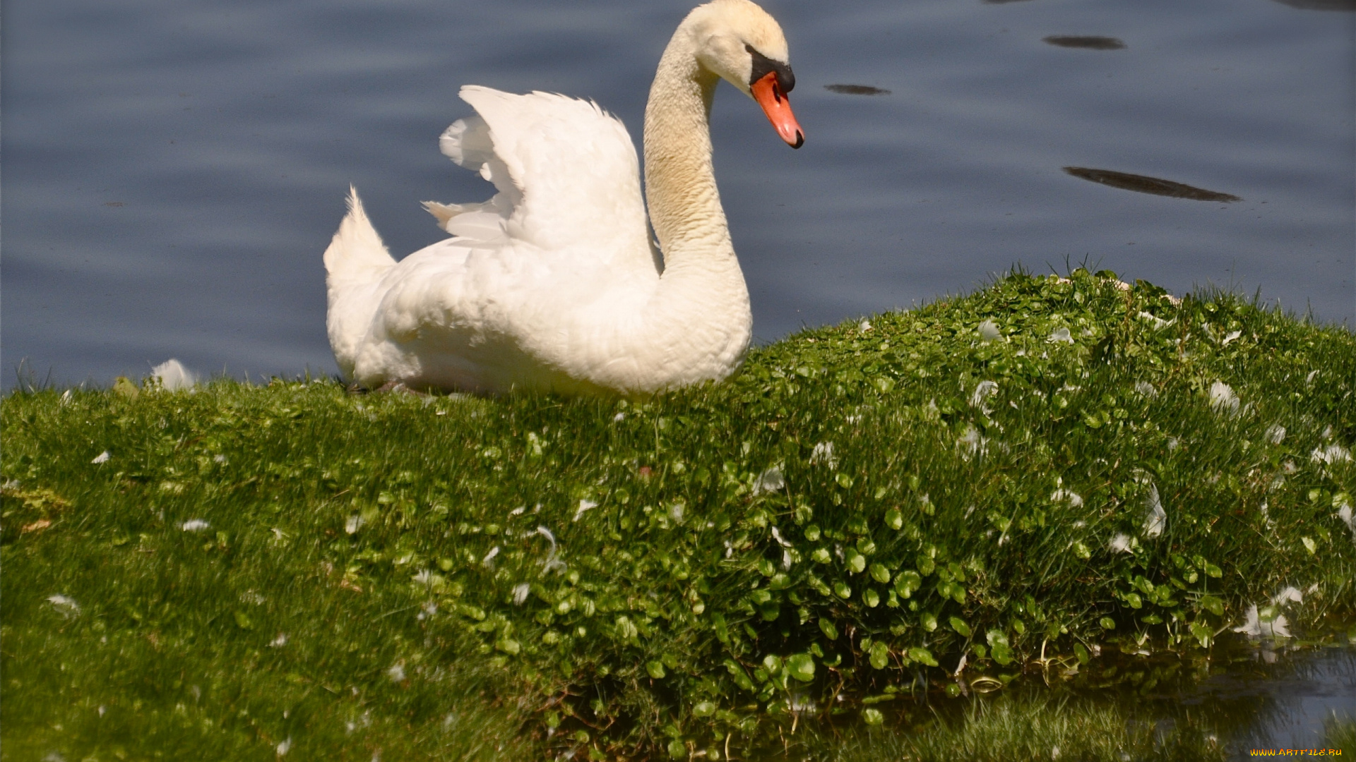 животные, лебеди, вода, трава, птица