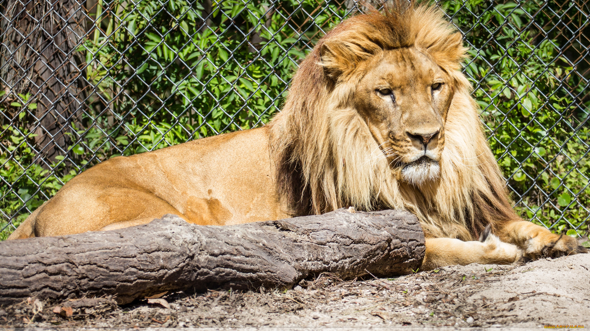 животные, львы, бревно