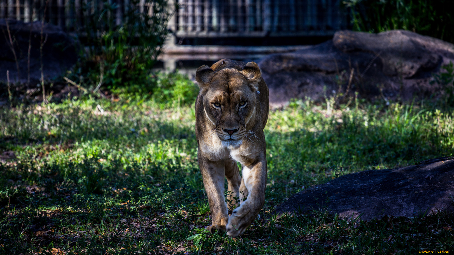 животные, львы, львица