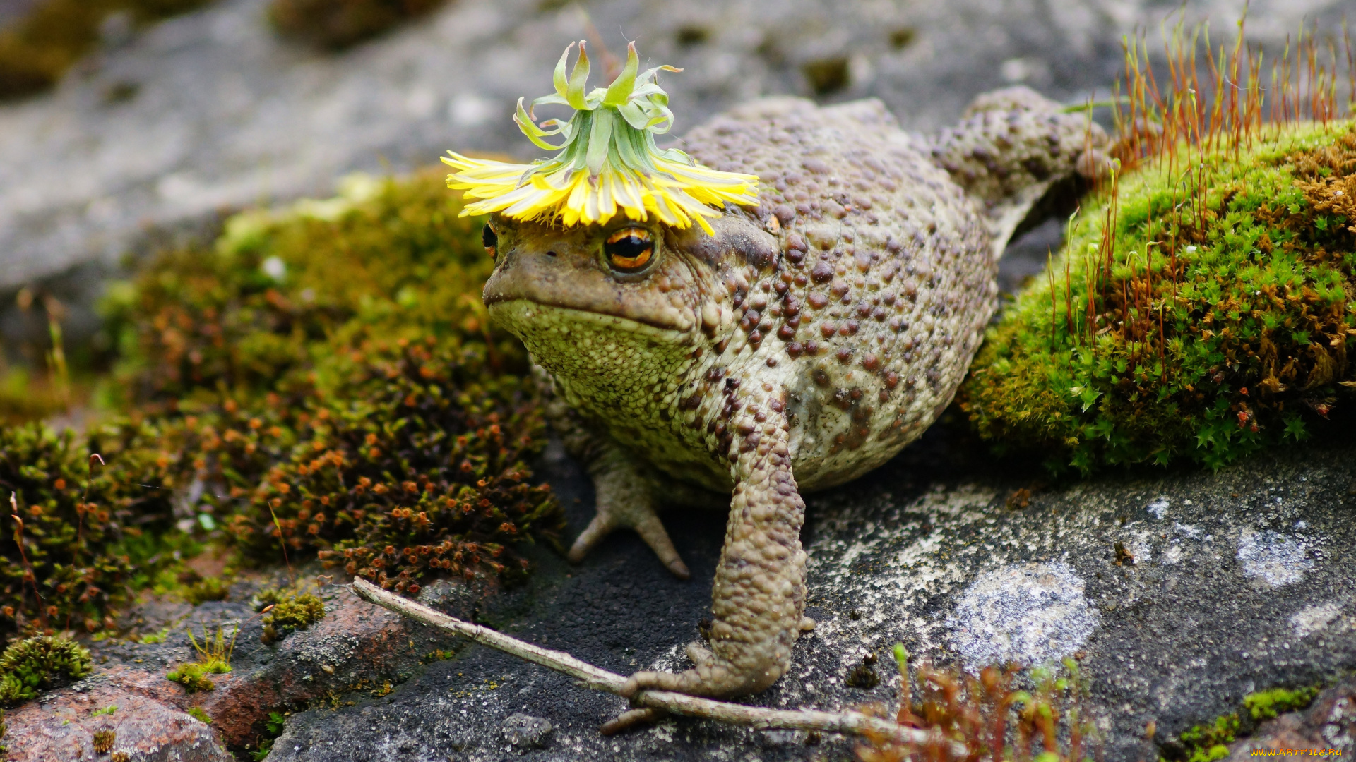 животные, лягушки, одуванчик, природа, жаба