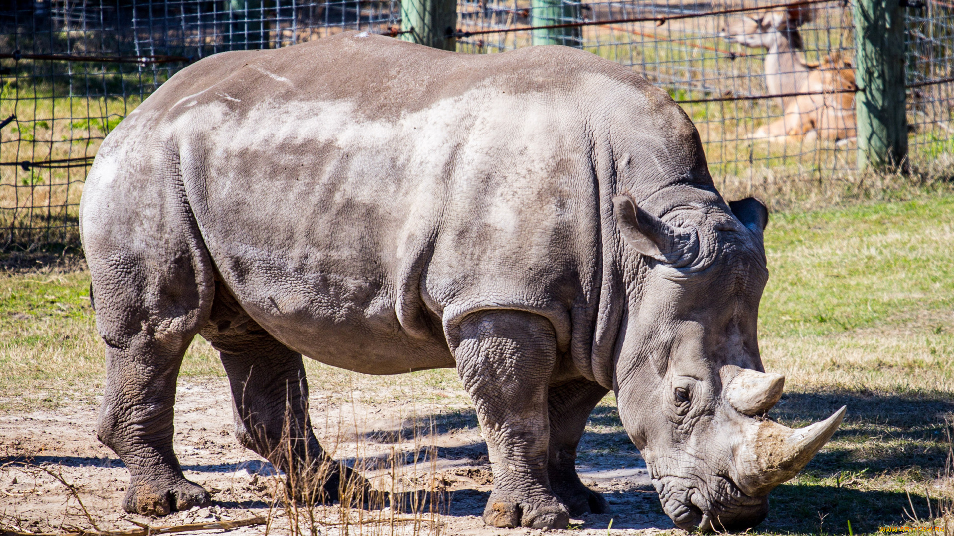 животные, носороги, рог