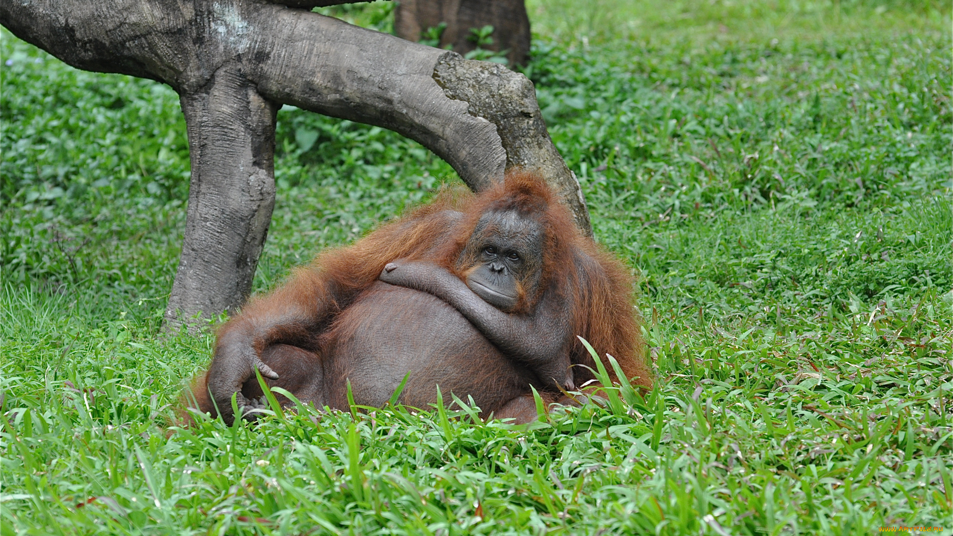 животные, обезьяны, орангутан, пахан, трава