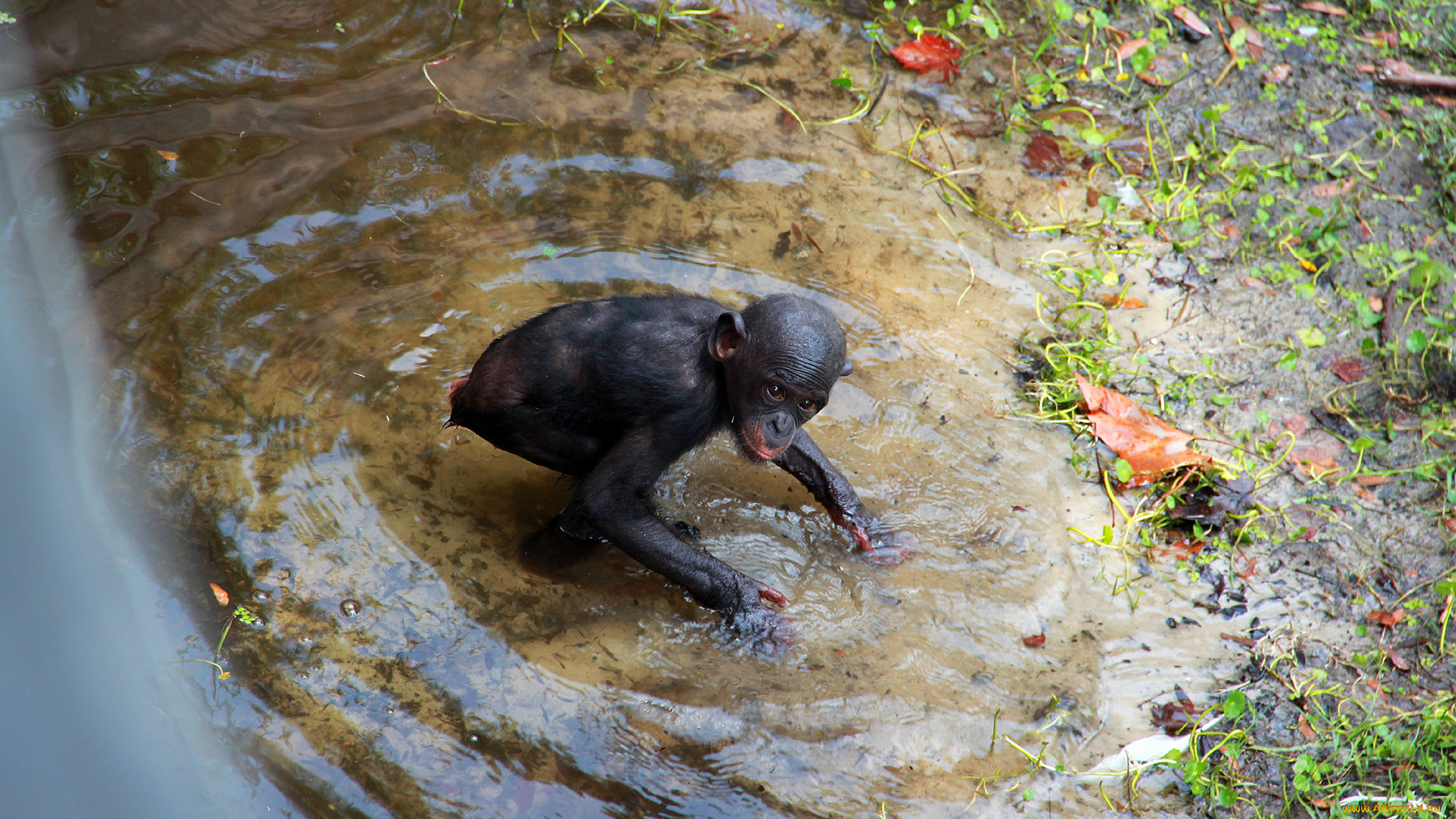 животные, обезьяны, вода