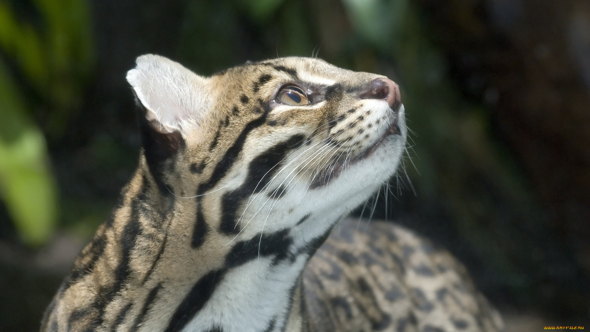 животные, оцелоты, кошка