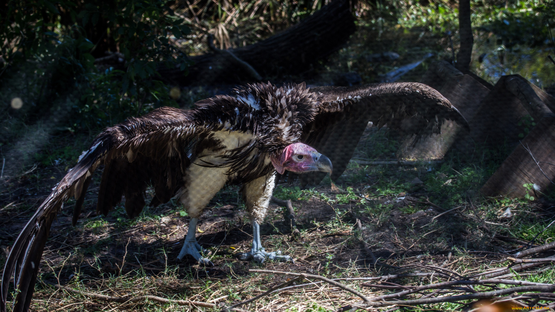 животные, птицы, хищники, крылья
