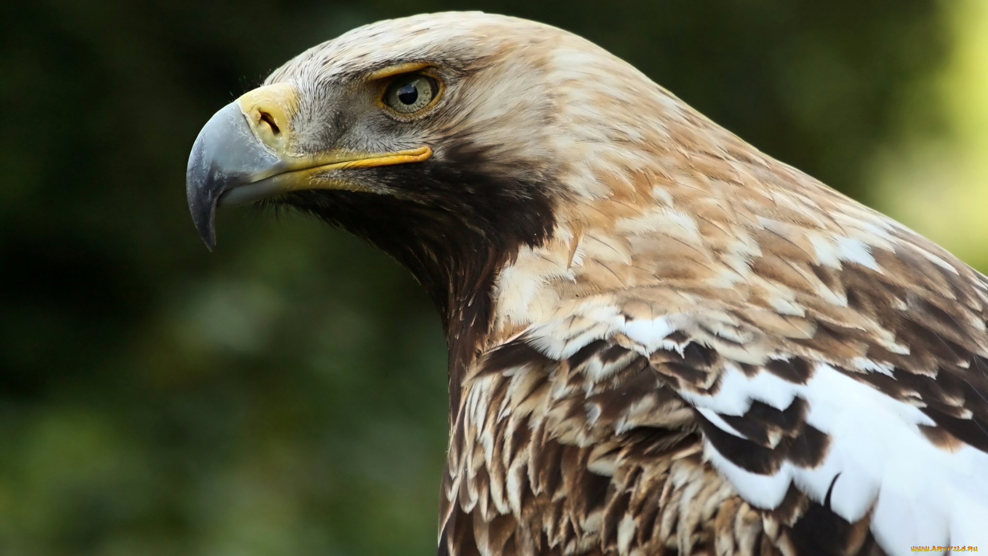 животные, птицы, хищники, профиль, беркут, орел