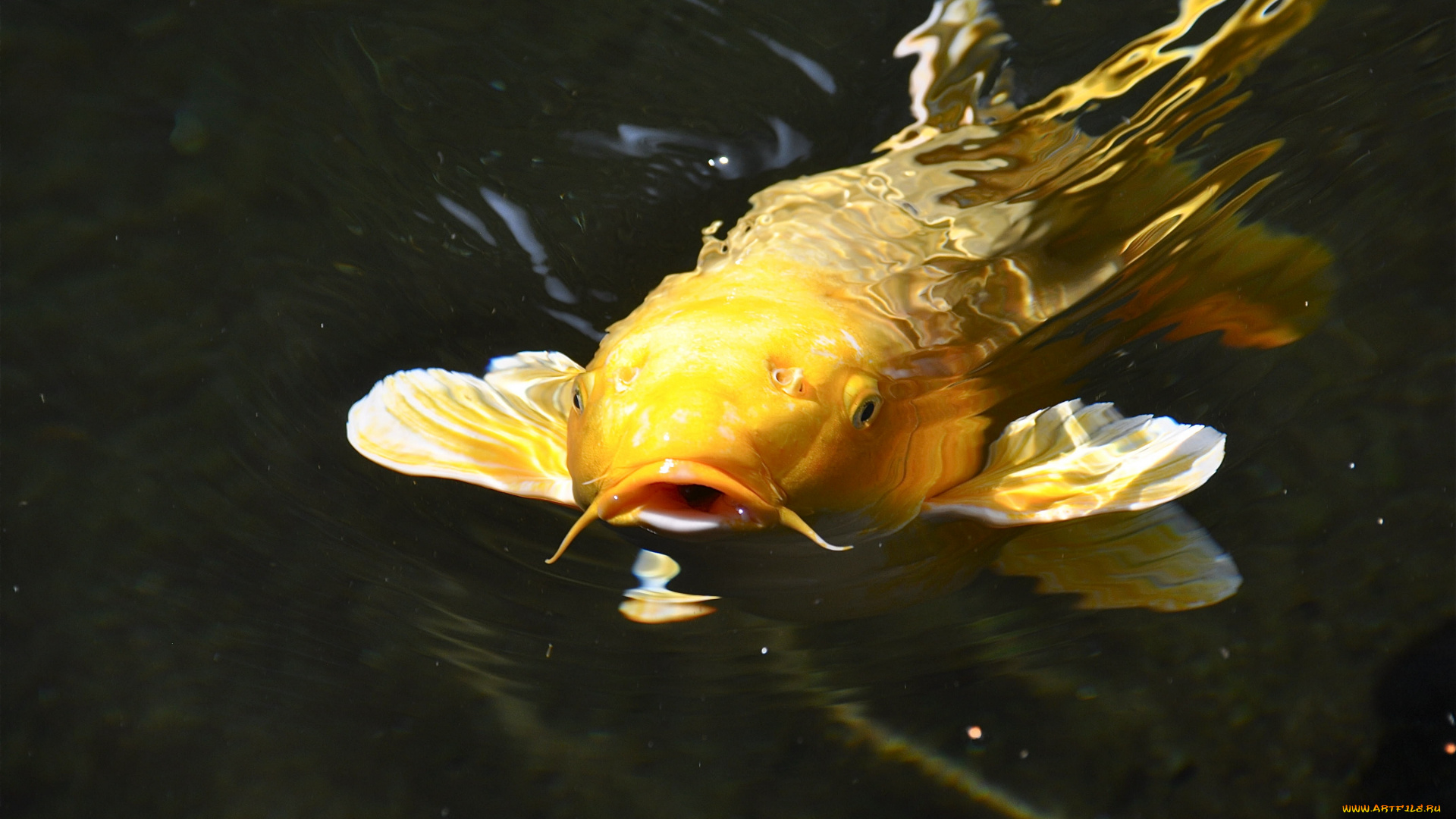 животные, рыбы, парчовый, карп, японский, кои, вода