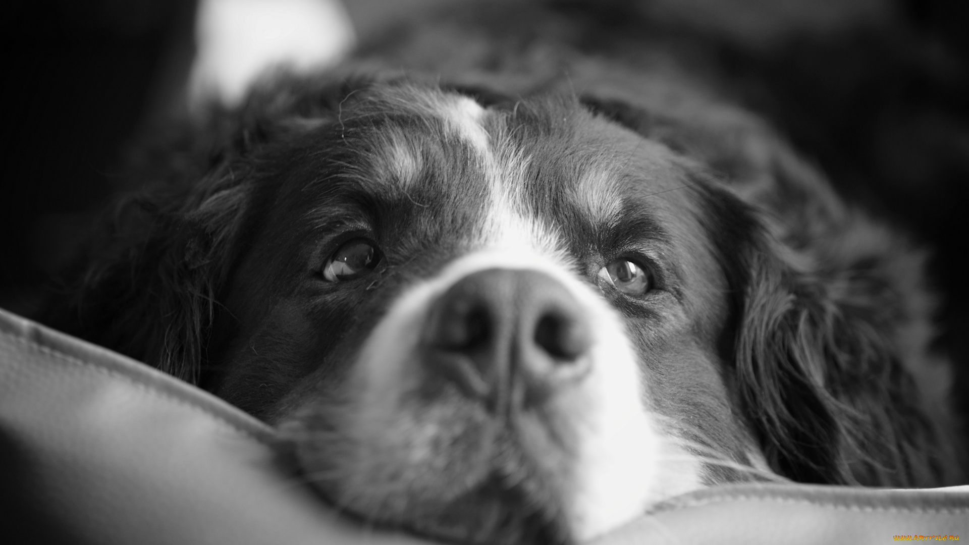 животные, собаки, бернский, зенненхунд, морда