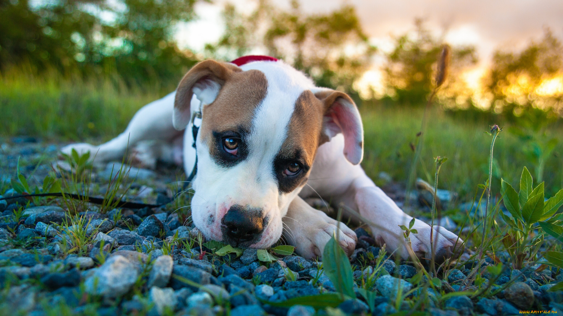 животные, собаки, боксёр, щенок, взгляд, pitbull, boxer, mix, питбуль
