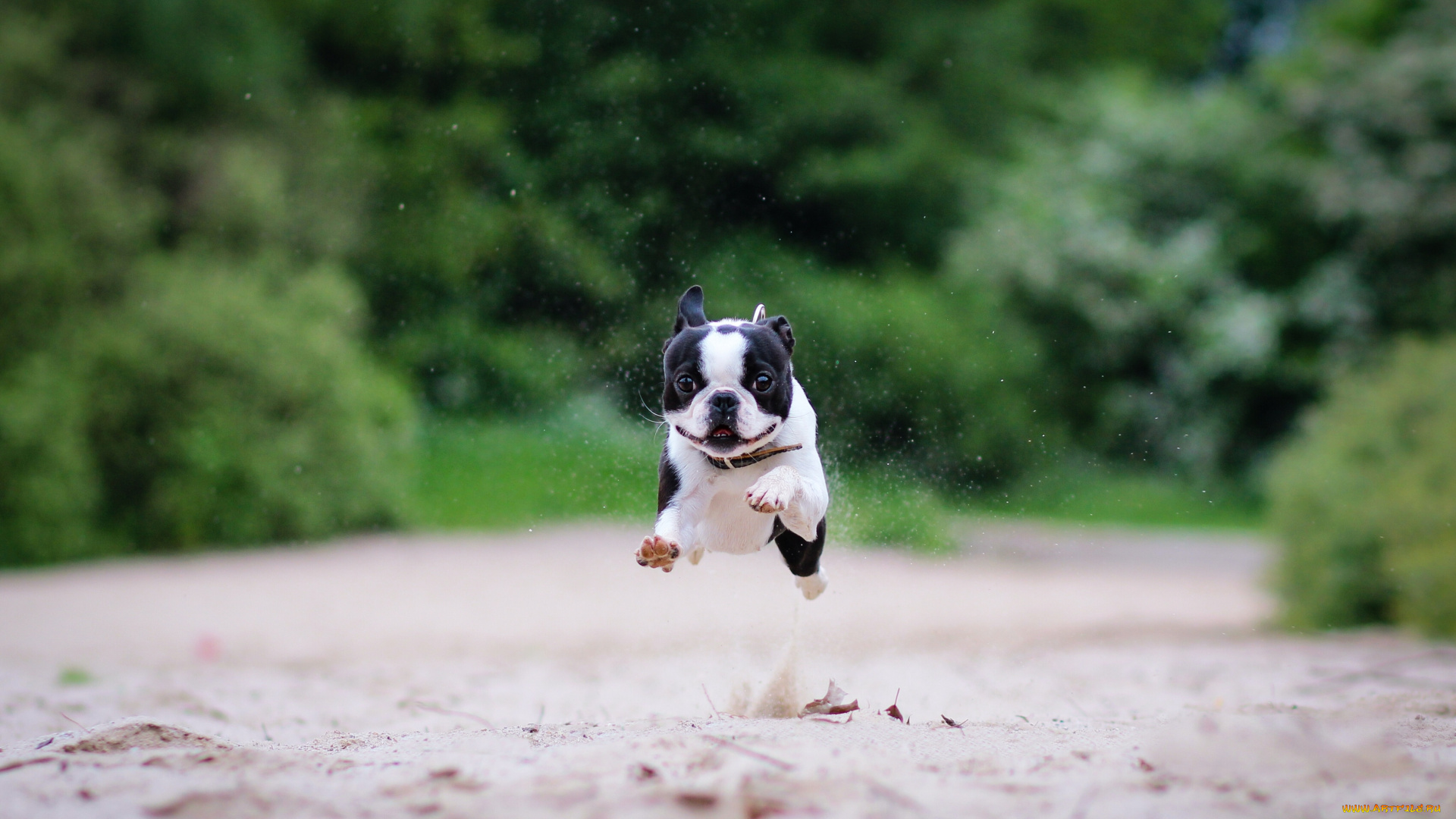 животные, собаки, бостон-терьер, бег, песок
