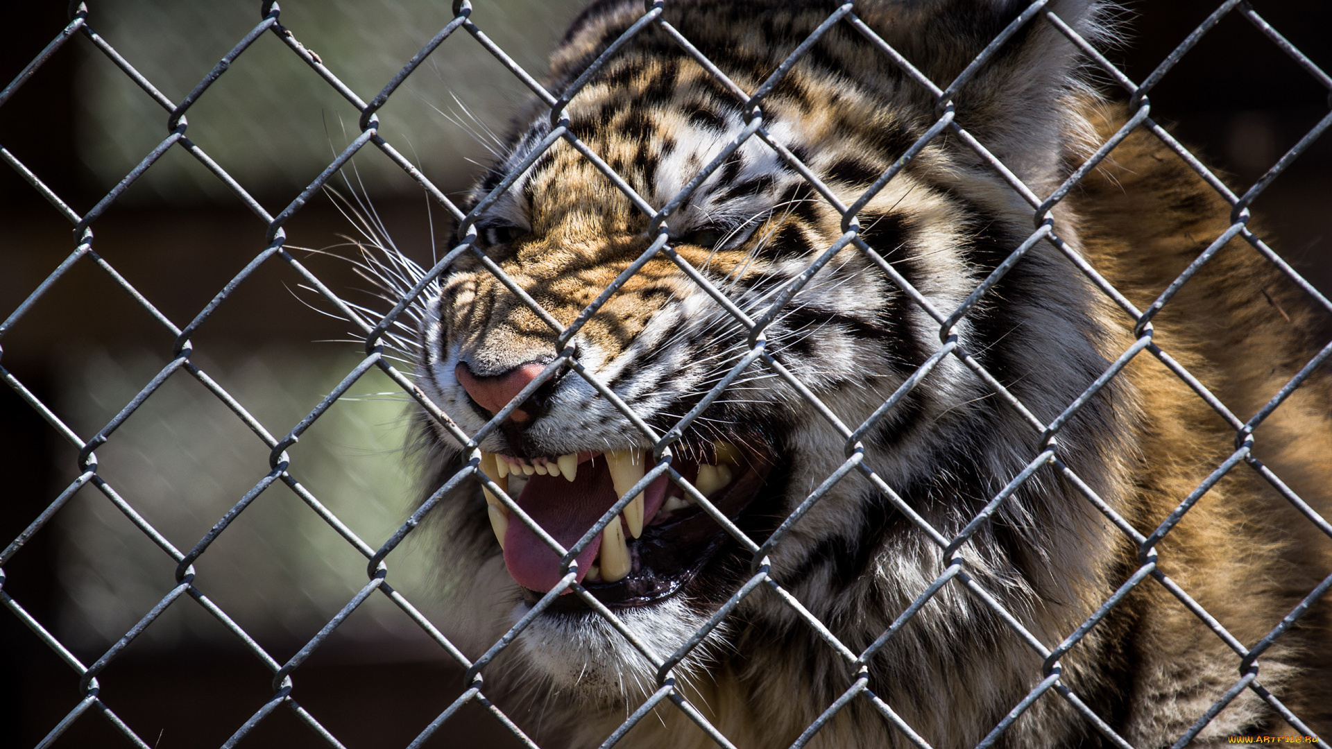 животные, тигры, клыки, пасть