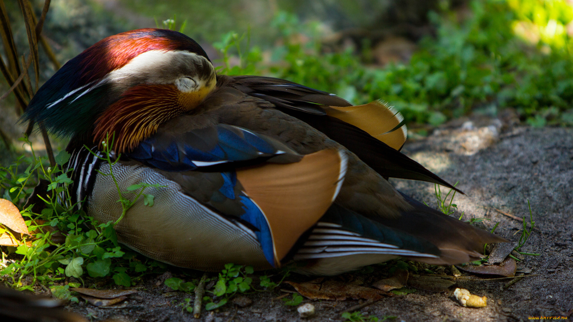 животные, утки, перья