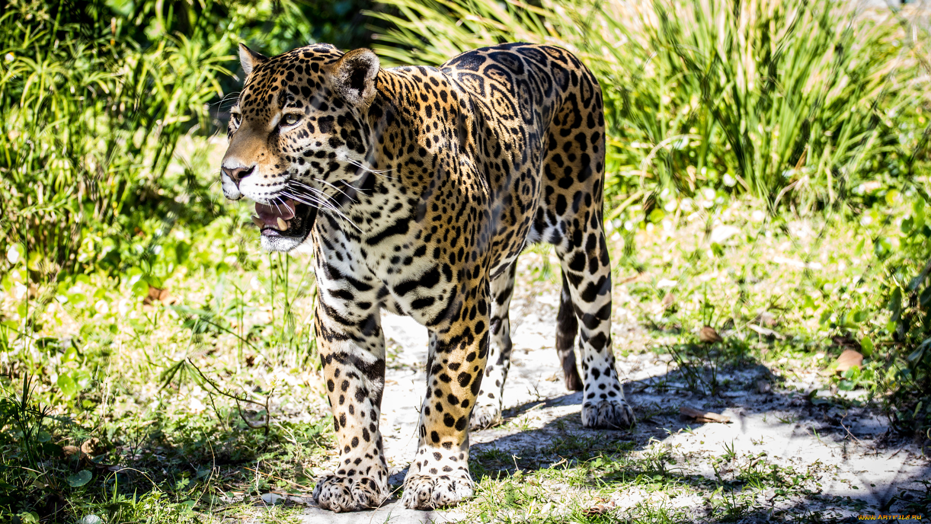 животные, Ягуары, пятна