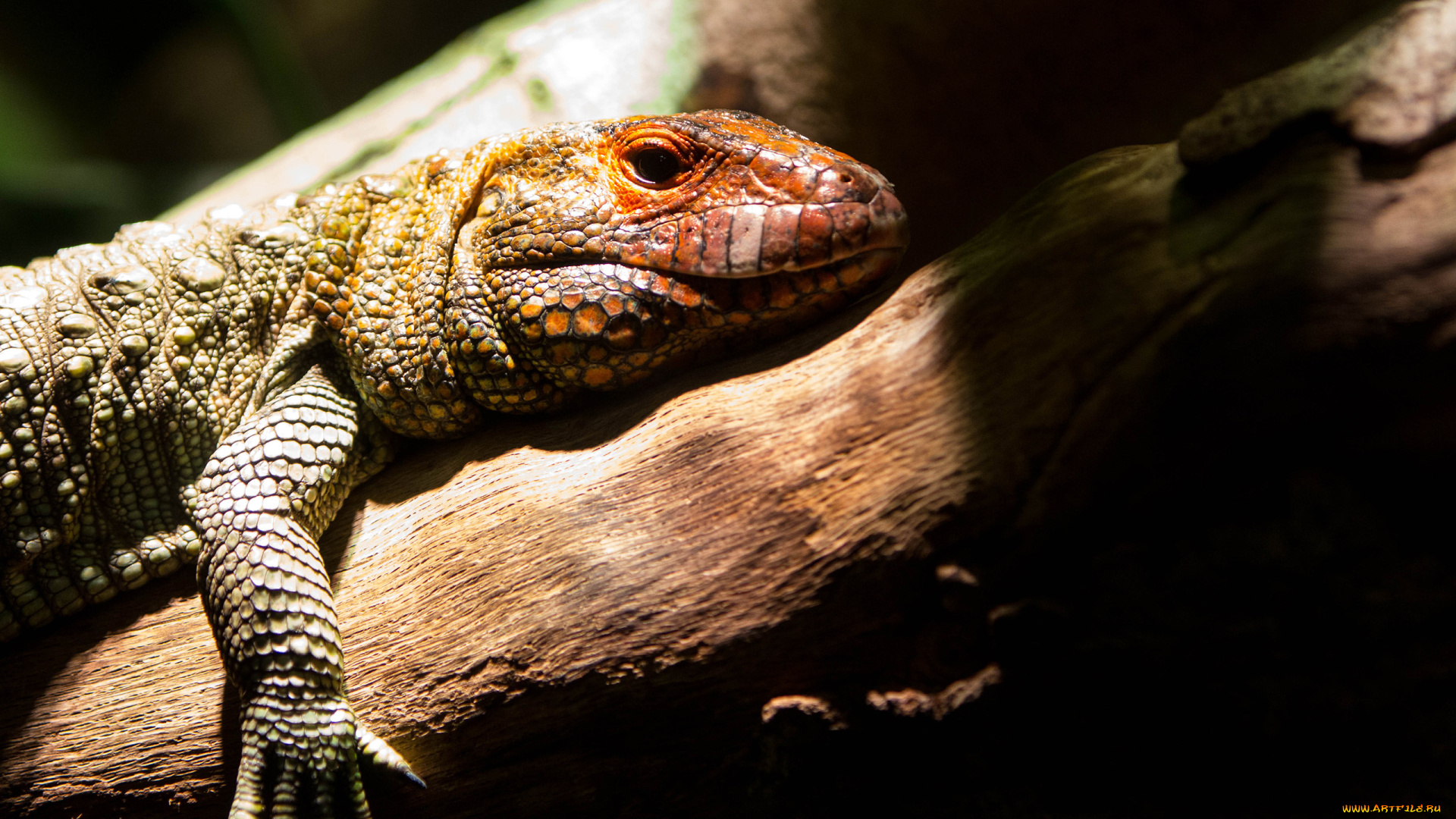 животные, Ящерицы, игуаны, вараны, лапка