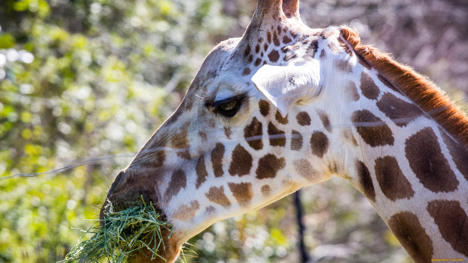 животные, жирафы, пятна, трава