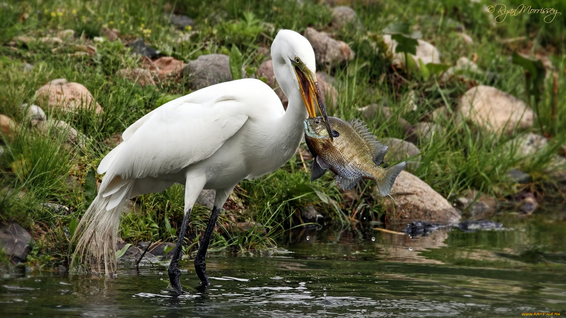 животные, цапли, рыба, улов, добыча