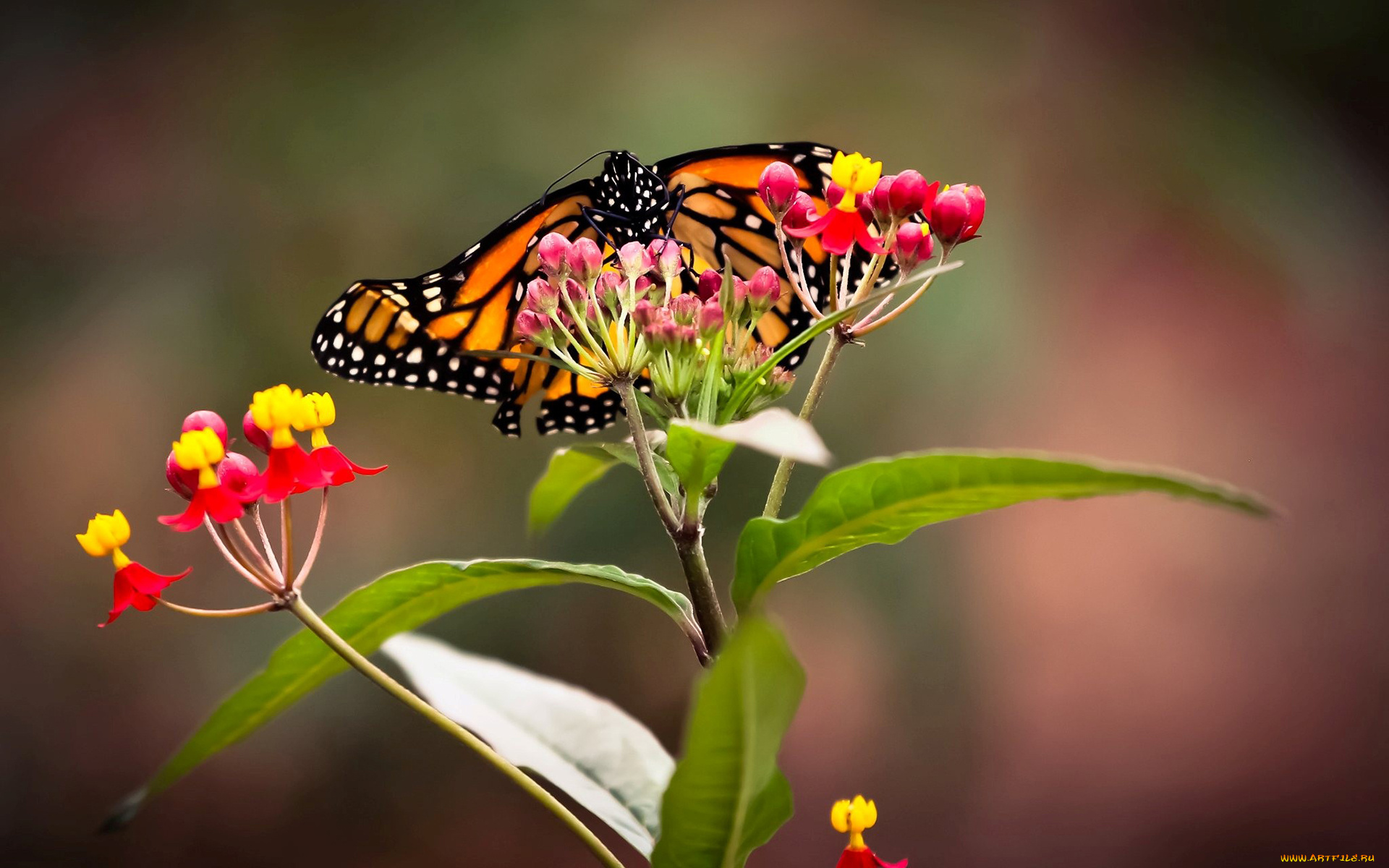 животные, бабочки, крылья