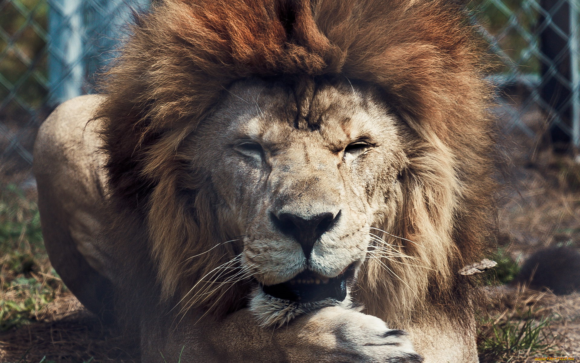 животные, львы, грива