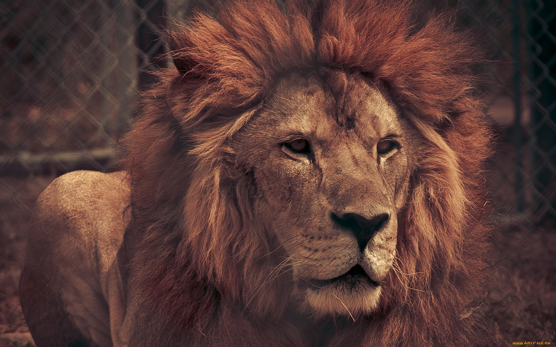 животные, львы, грива