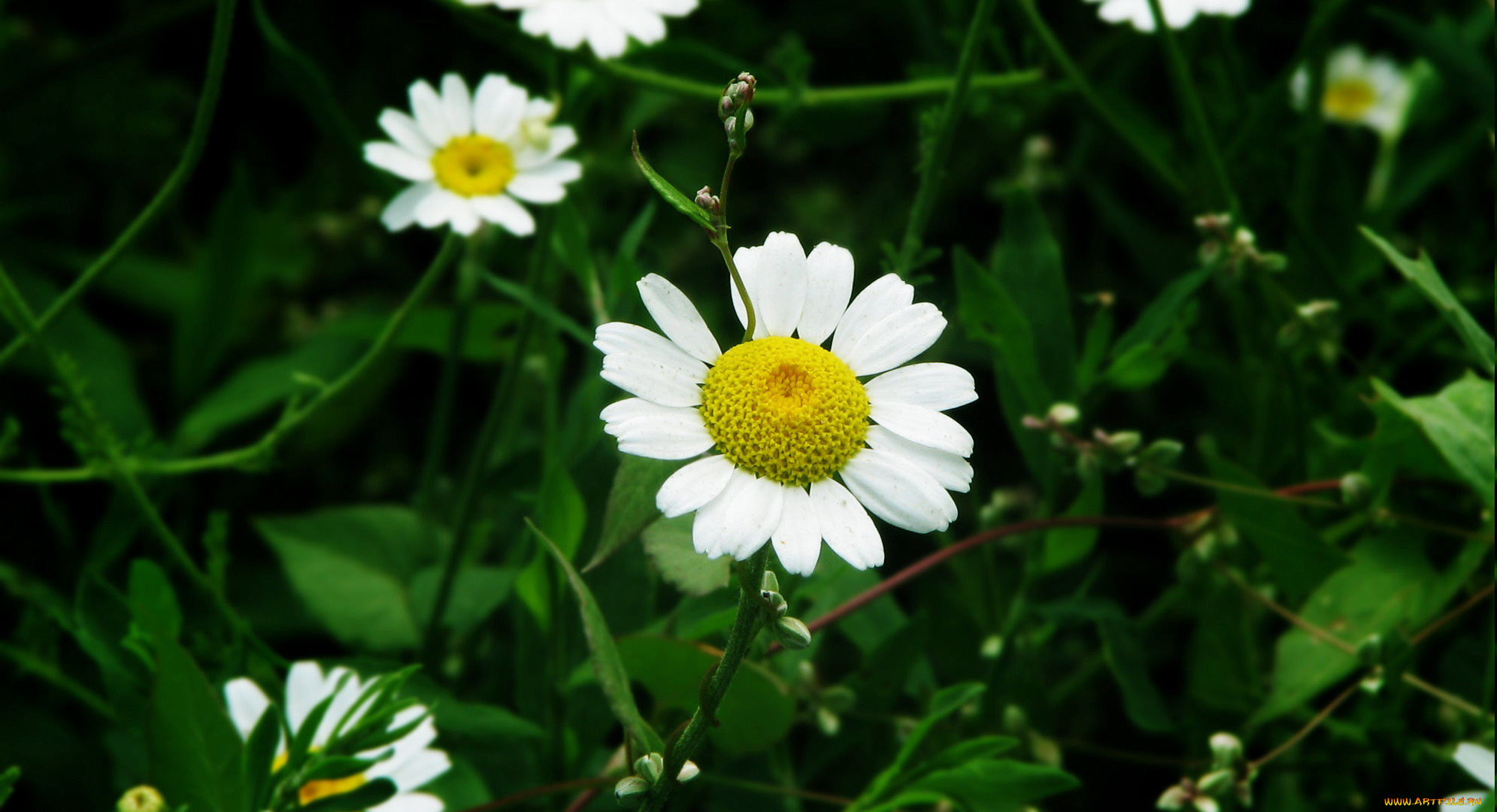 цветы, ромашки, луг, зелень